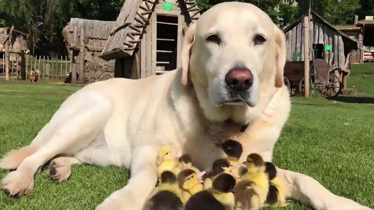 Baby Duck 桌布 壁紙 — 一隻溫和的黃色拉布拉多躺在草地上，懷裡抱著一團毛茸茸的黃色小鴨，旁邊是質樸的木棚。