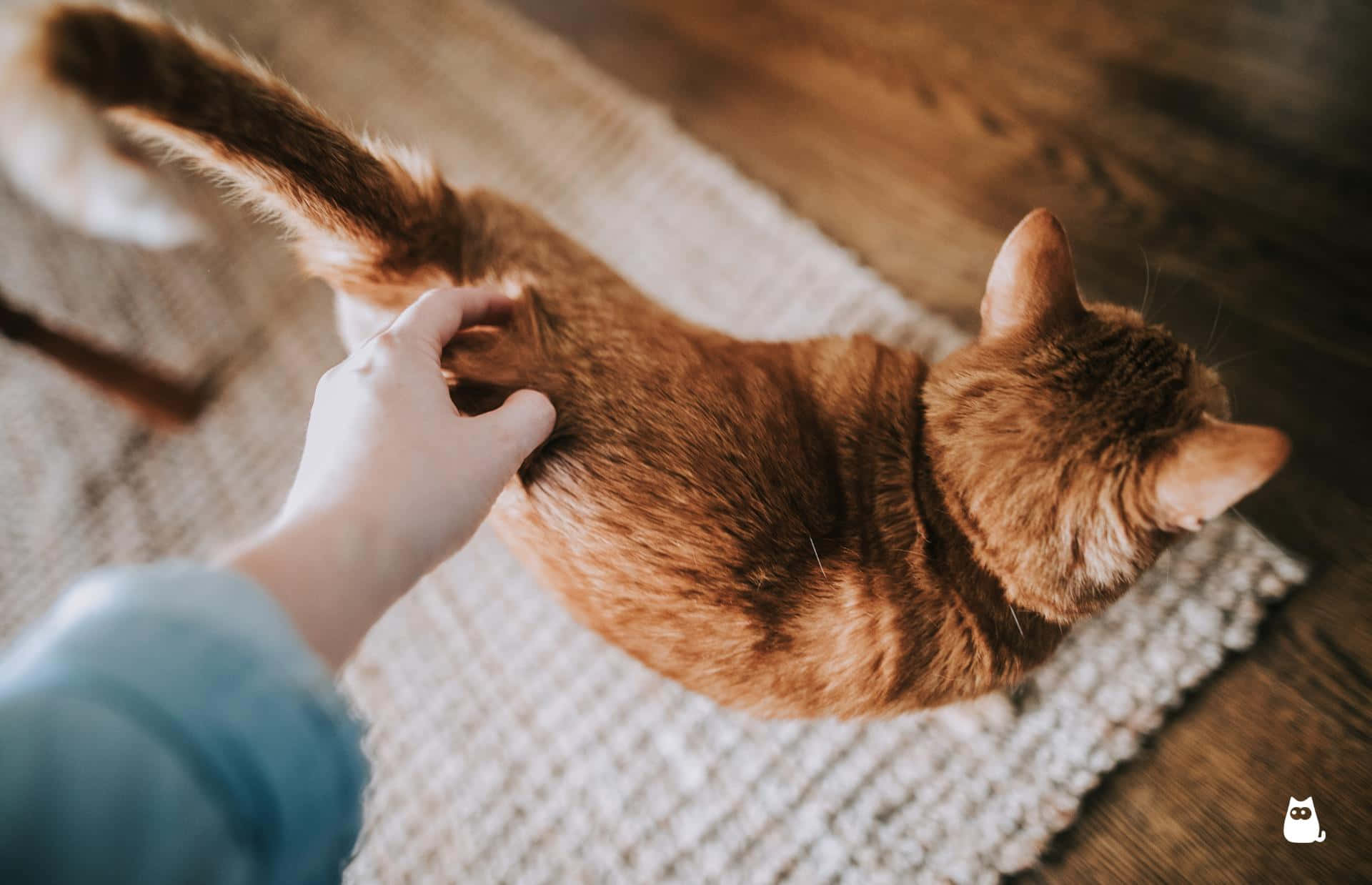 Cat Tail 桌布 壁紙 — 一隻溫暖的薑貓躺在有紋理的地毯上，一隻手輕輕撫摸牠的背部，營造出舒適的室內環境。