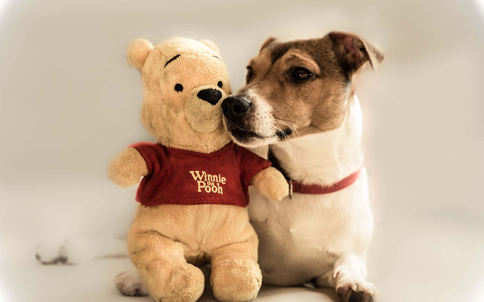 Teddy Bear 桌布 壁紙 — 一隻溫柔的狗用鼻子蹭著穿著紅色襯衫的小熊維尼毛絨玩具，背景是柔軟的白色。