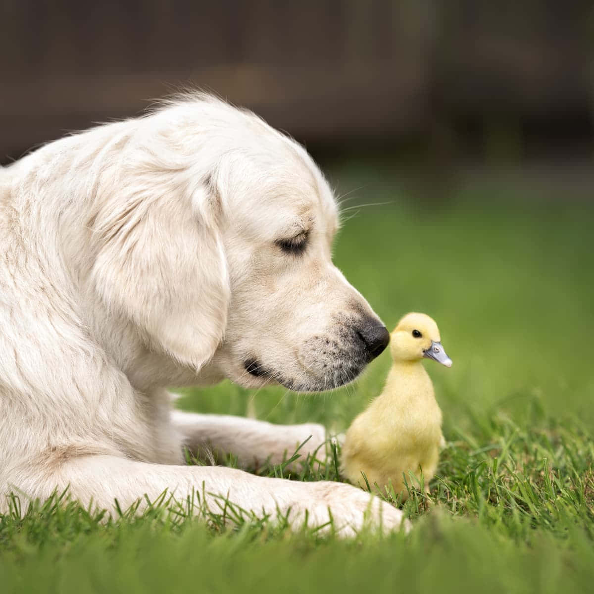 Baby Duck 桌布 壁紙 — 一隻溫柔的金毛尋回犬在草地上休息，鼻子幾乎觸碰到一隻小小的黃色小鴨，場面溫馨。