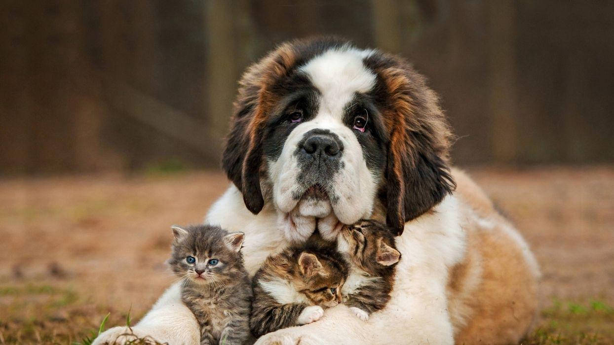 Dogs 桌布 壁紙 — 一隻溫馴的聖伯納犬在柔和的戶外環境中懷抱著兩隻細小的虎斑小貓。