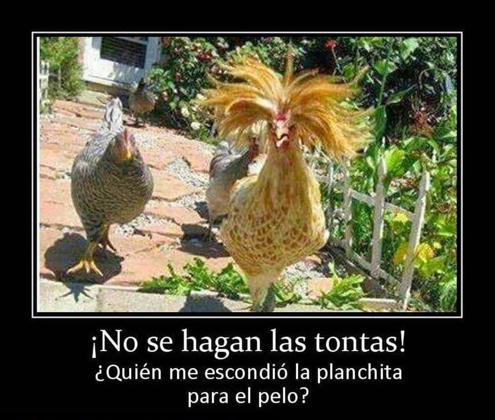 Funny Chicken 桌布 壁紙 — 一隻滑稽蓬鬆的雞，帶有狂野的羽毛冠，站在花園的磚路上，看起來很驚訝，好像頭髮剛剛被熨平了。