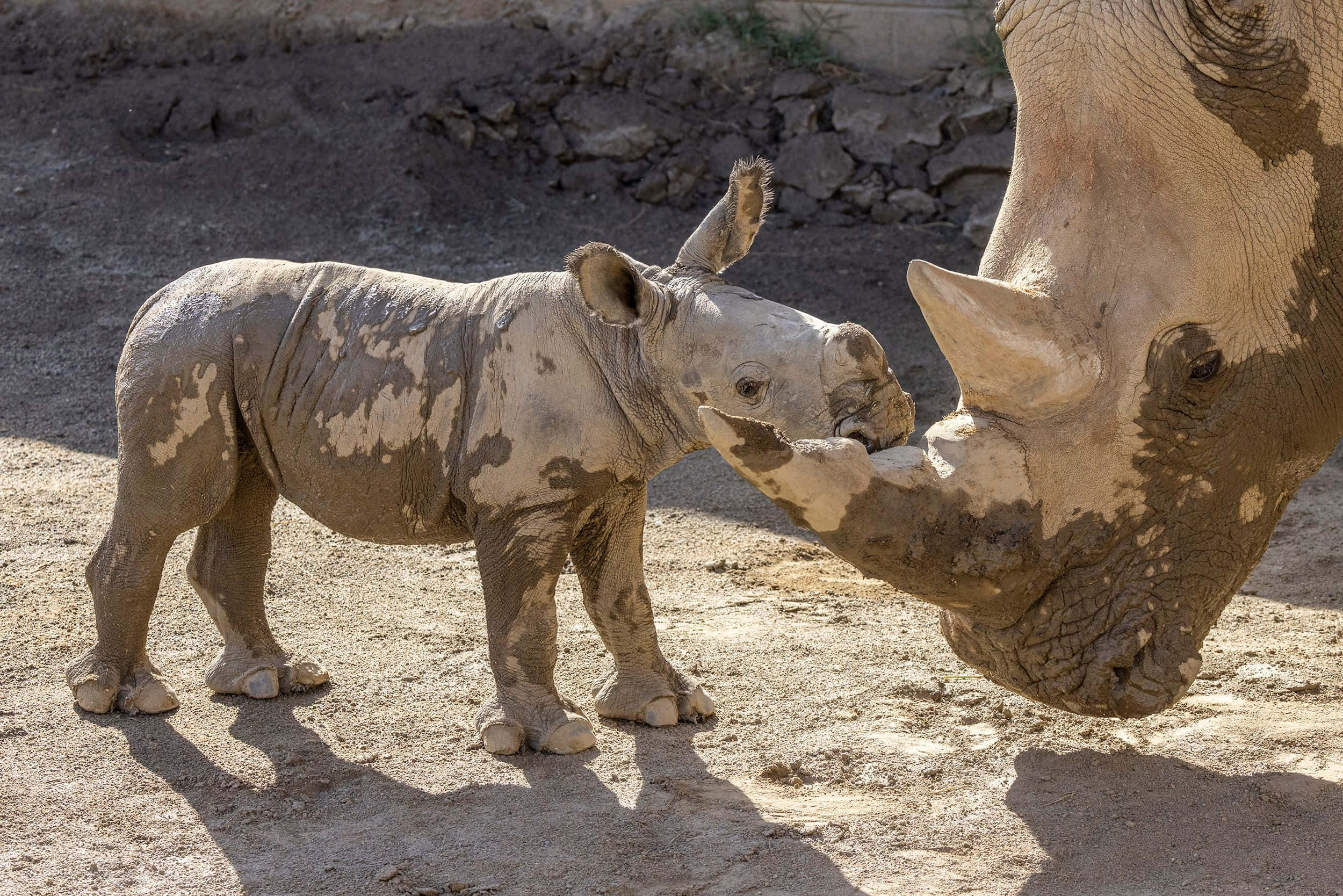 Rhinoceros 桌布 壁紙 — 一隻滿身泥濘的年輕犀牛寶寶在陽光普照的圍欄裡用鼻子蹭著媽媽的角。
