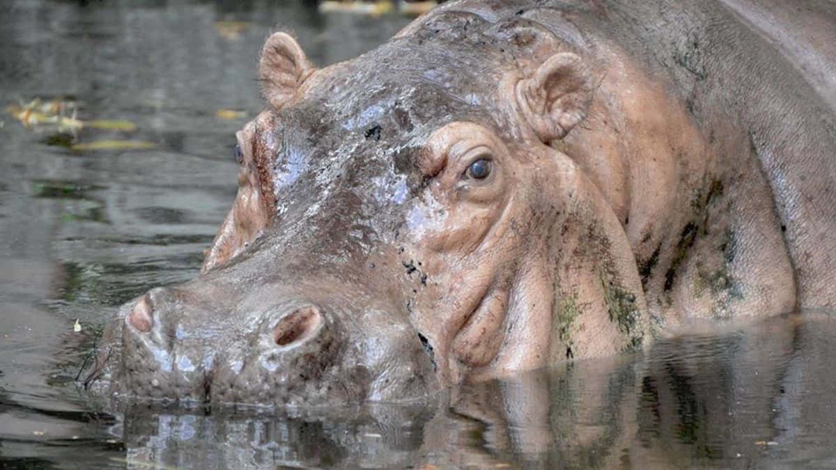 hippo 桌布 壁紙 — 一隻滿身泥濘的河馬從水中浮出，特寫其大頭和富有表情的眼睛。