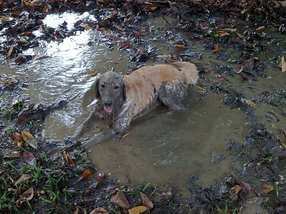 Dirty 桌布 壁紙 — 一隻滿身泥濘的金毛獵犬快樂地躺在淺水坑中，周圍是落葉。