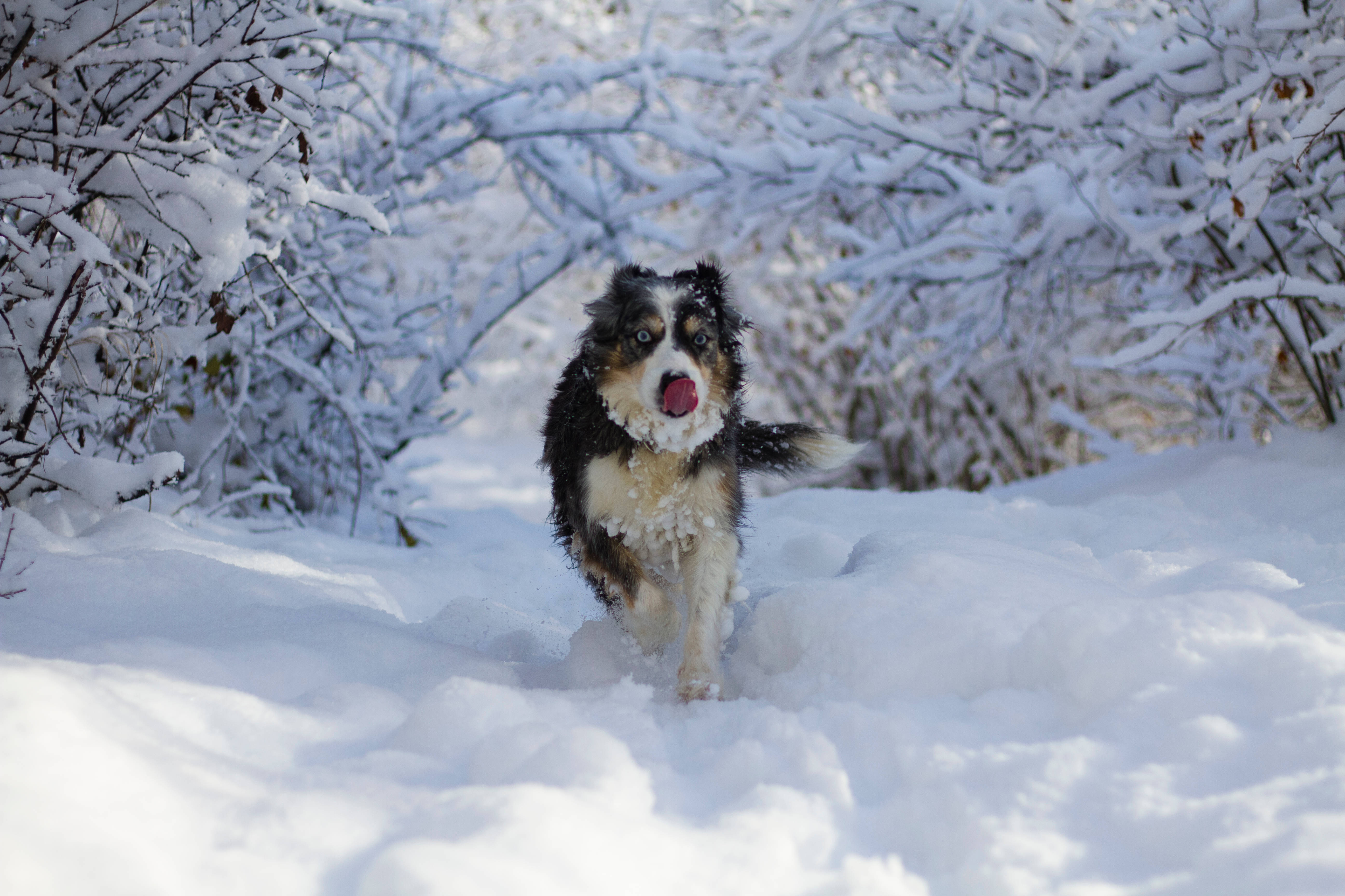 酷 桌布 壁紙 — 一隻澳洲牧羊犬開心地在深雪中奔跑，舌頭伸出，毛髮上沾滿雪花。