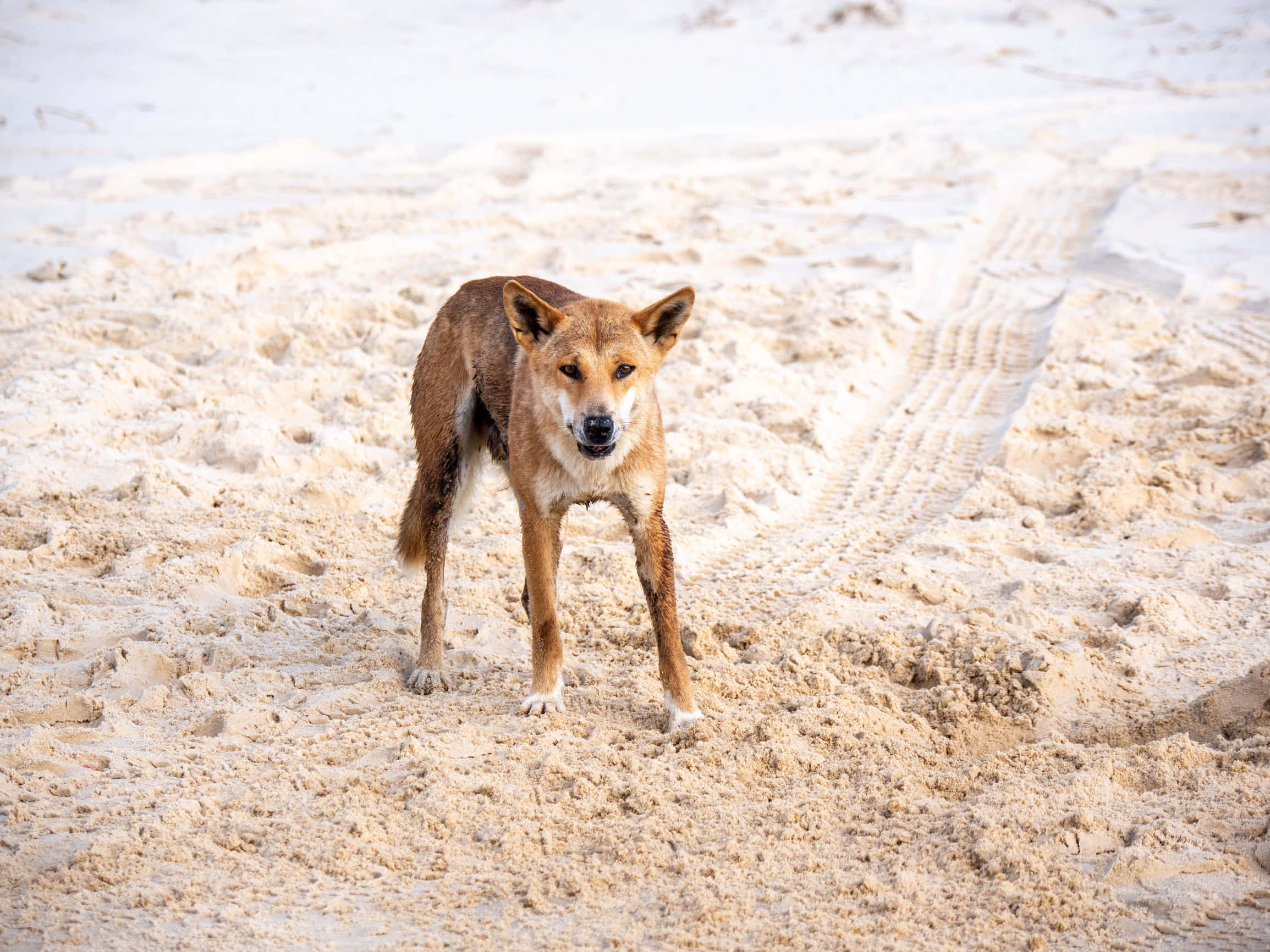動物 桌布 壁紙 — 一隻澳洲野狗在日光下警覺地站在有紋理的沙地上，附近有輪胎痕跡。