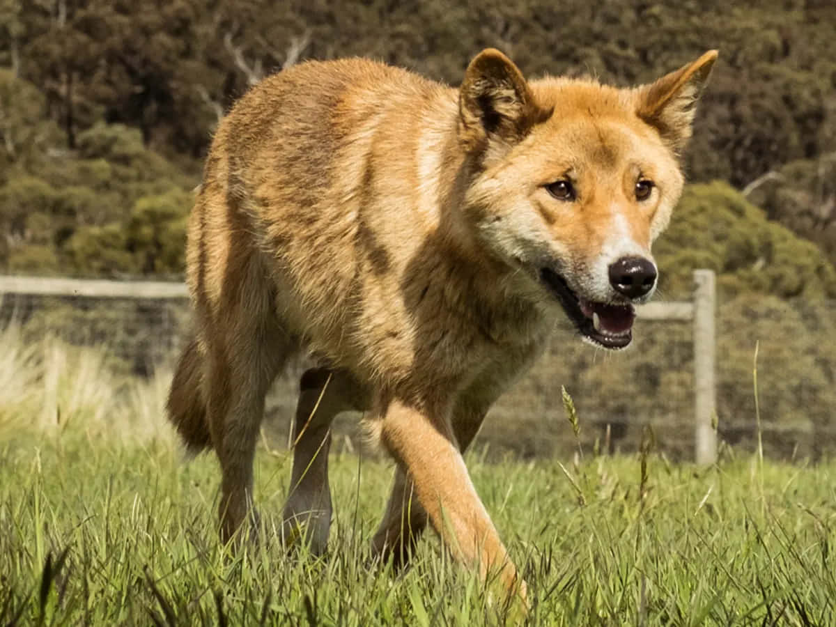 動物 桌布 壁紙 — 一隻澳洲野狗自信地走過陽光照耀的綠色草地，背景是模糊的樹林山坡。