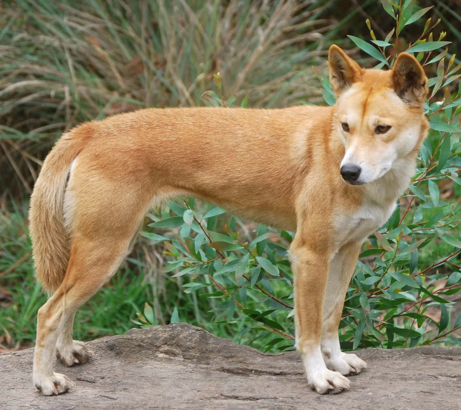 動物 桌布 壁紙 — 一隻澳洲野狗警覺地站在陽光照射的岩石上，周圍是綠色樹葉和乾草。