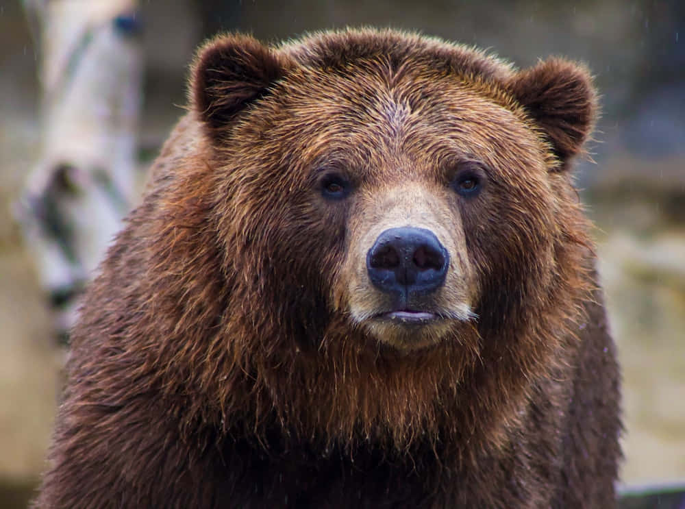 grizzly bear 桌布 壁紙 — 一隻濕毛棕熊在森林環境中直視鏡頭的特寫。