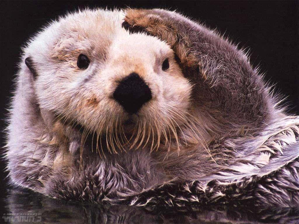 Otter 桌布 壁紙 — 一隻濕漉漉、毛茸茸、有鬍鬚的海獺仰臥在深色背景上的特寫。