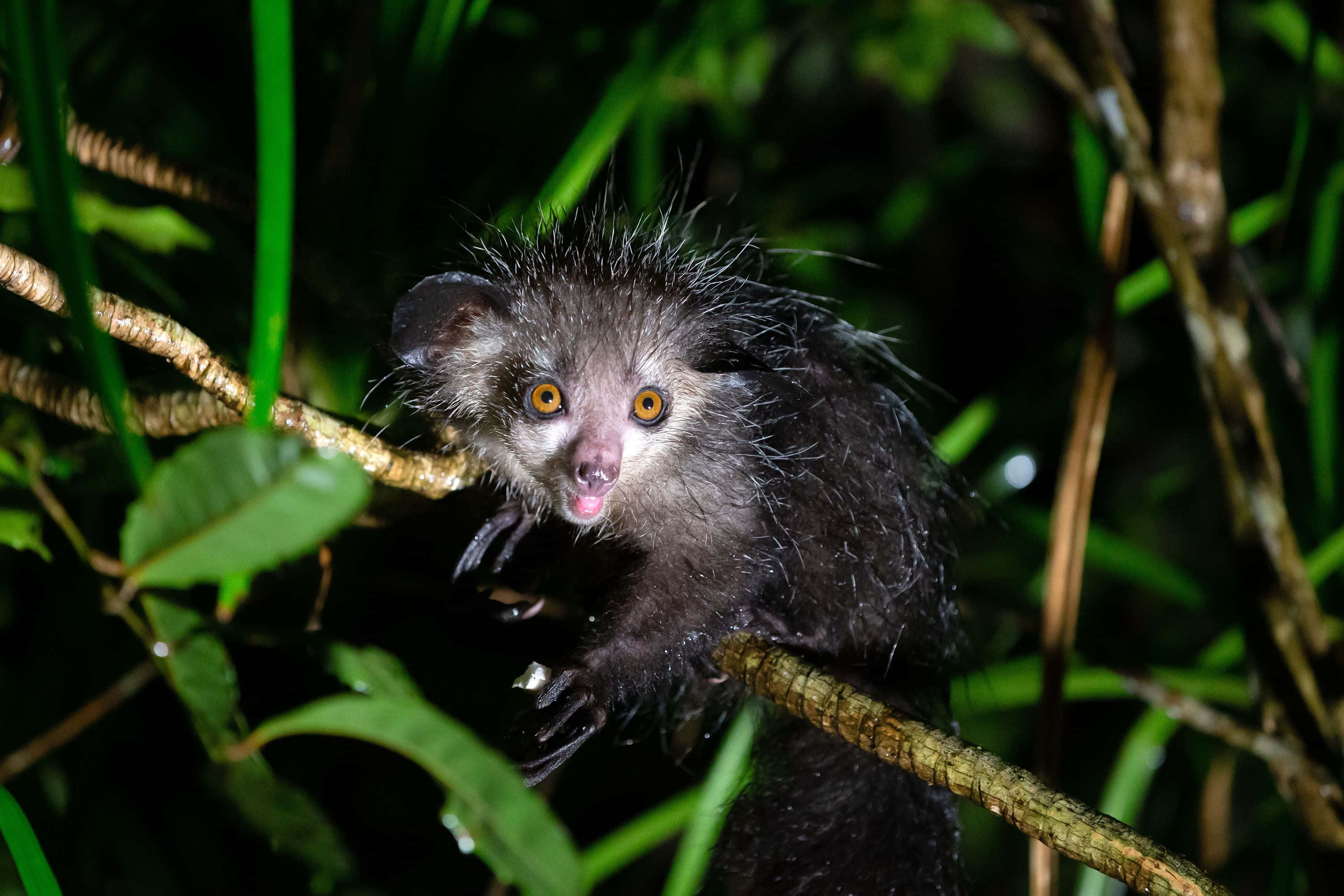 Weird Animal 桌布 壁紙 — 一隻濕漉漉、毛茸茸的夜行性動物，有著明亮的橙色眼睛，在夜晚緊抓著深綠色叢林中的樹枝。