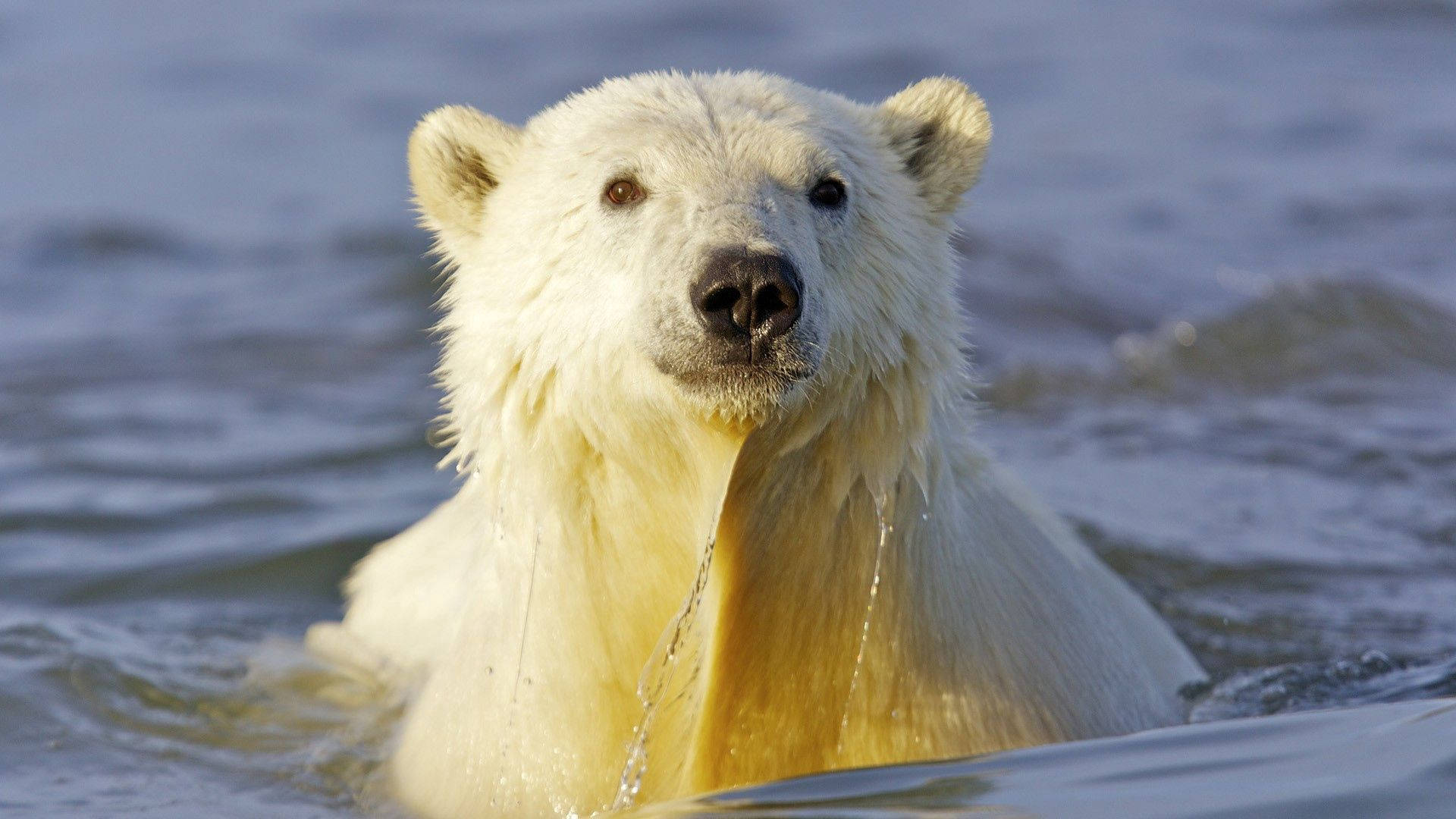 Polar 桌布 壁紙 — 一隻濕漉漉的北極熊從冰冷的水中浮出，水滴從牠的皮毛滴落，直視鏡頭。