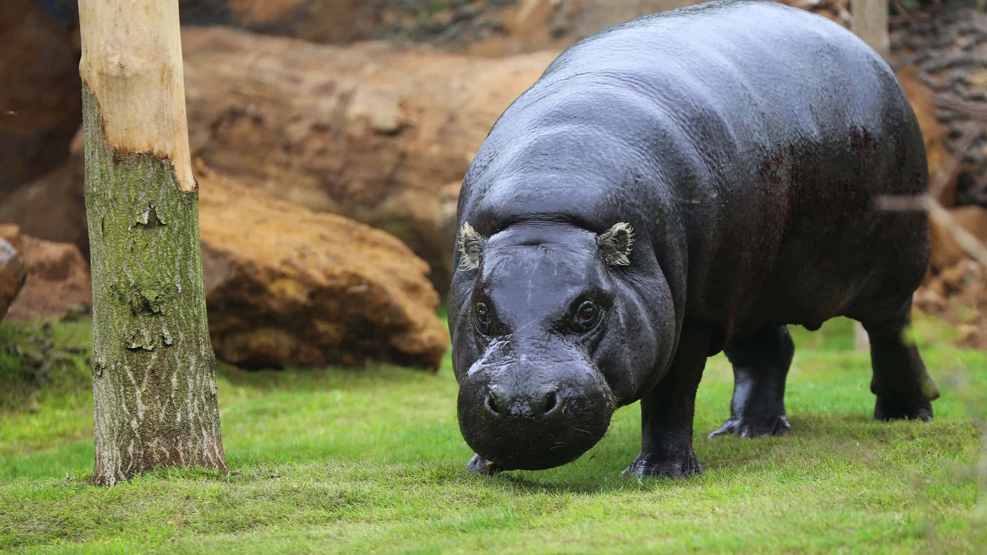 Zoo Animal 桌布 壁紙 — 一隻濕漉漉的大河馬站在靠近樹幹的綠色草地上，背景是岩石。
