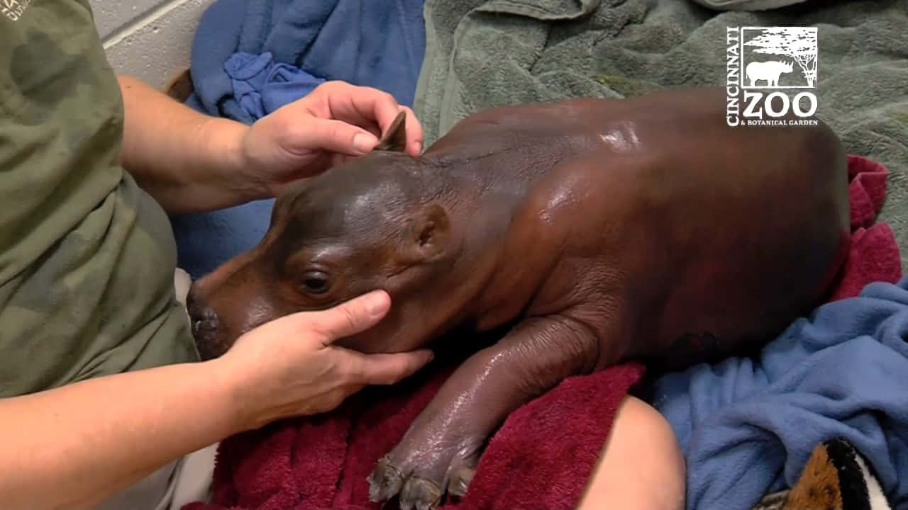 hippo 桌布 壁紙 — 一隻濕漉漉的小河馬寶寶在彩色毛巾上休息，動物管理員輕輕扶著牠的頭和耳朵。