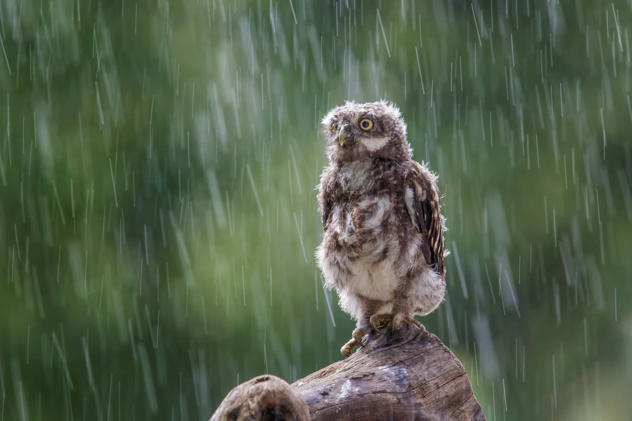 下雨 桌布 壁紙 — 一隻濕漉漉的年輕貓頭鷹勇敢地棲息在木頭上，雨水順著模糊的綠色森林背景傾瀉而下。