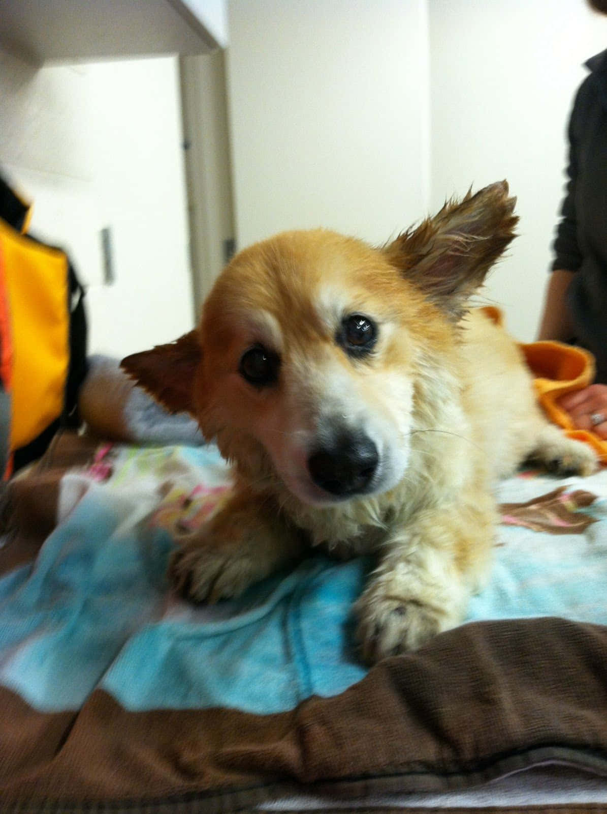 Corgi Funny 桌布 壁紙 — 一隻濕漉漉的柯基幼犬，有著大大的黑色眼睛，躺在色彩繽紛的毯子上，好奇地向上看。