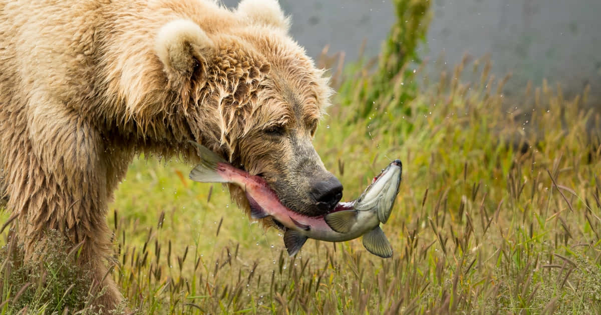 Brown Bears 桌布 壁紙 — 一隻濕漉漉的棕熊在水邊的高綠色草叢中用顎咬住一條粉紅色鮭魚。