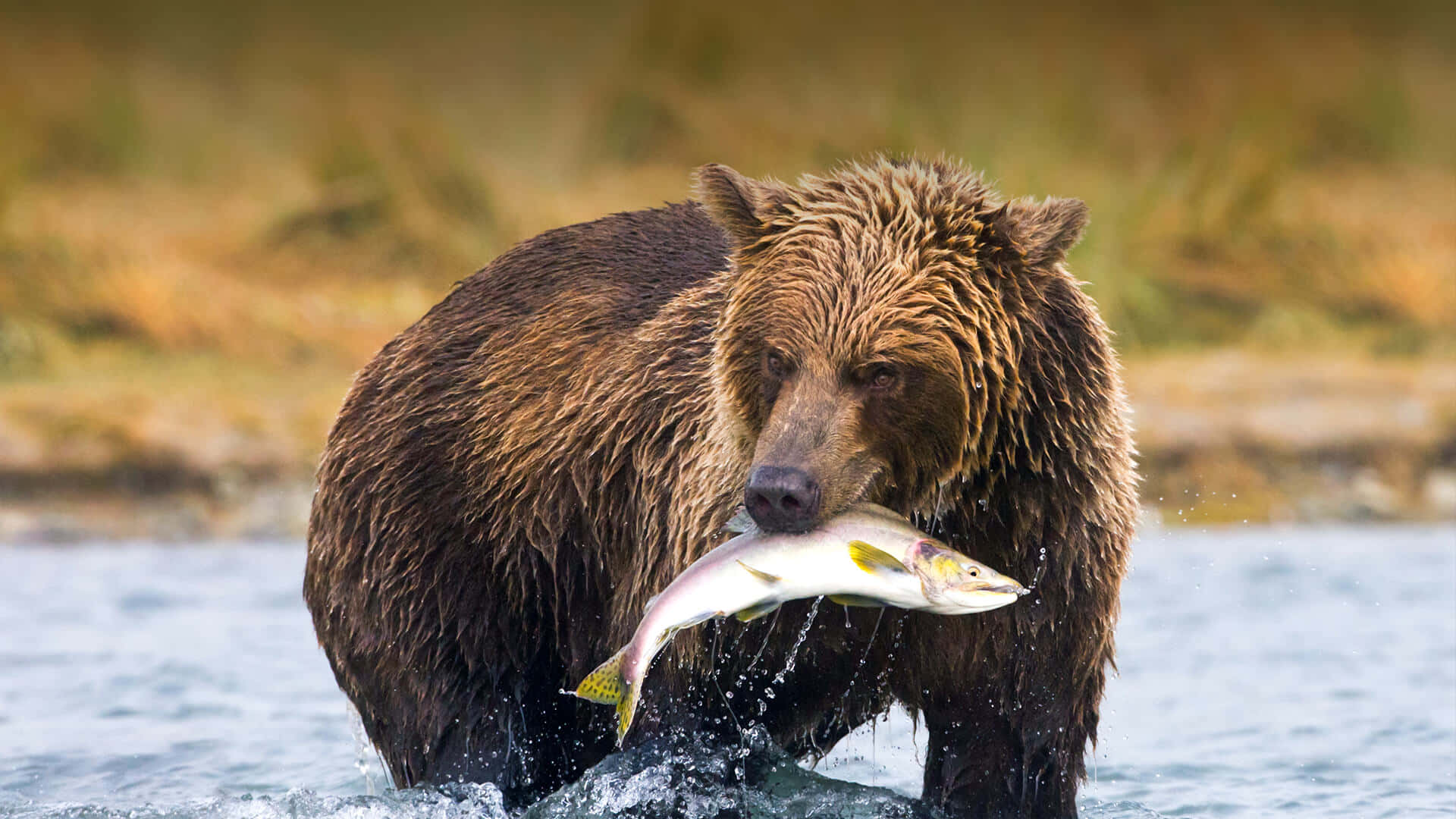Brown Bears 桌布 壁紙 — 一隻濕漉漉的棕熊站在湍急的水中，嘴裡叼著一條銀色鮭魚，水滴四濺。