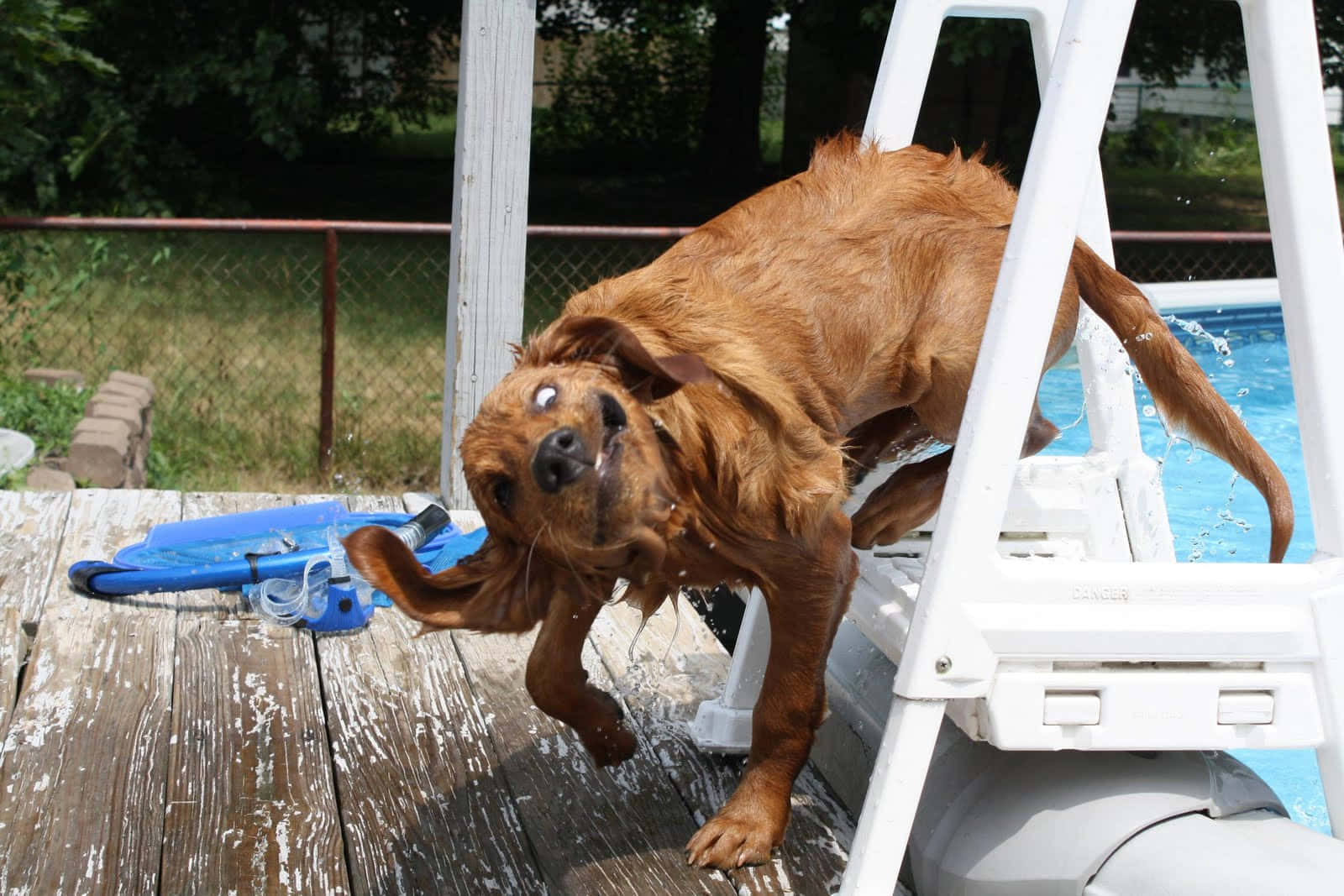 Silly Dog 桌布 壁紙 — 一隻濕漉漉的棕色垂耳狗從泳池梯子跳上風化的木甲板，水花四濺。