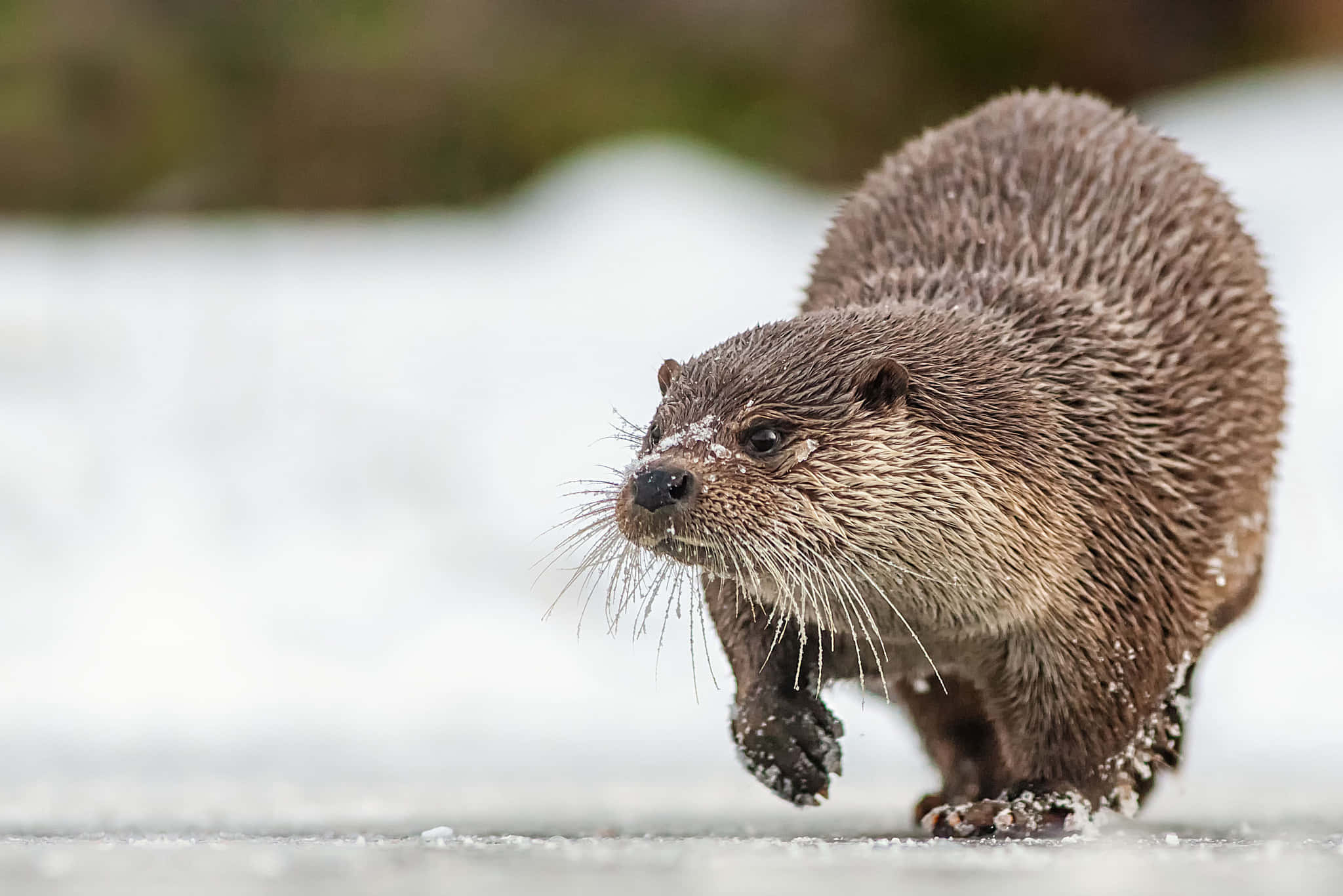 Otter 桌布 壁紙 — 一隻濕漉漉的棕色水獺，鬍鬚和腳掌上掛著雪花，自信地在冰凍的表面上行走。