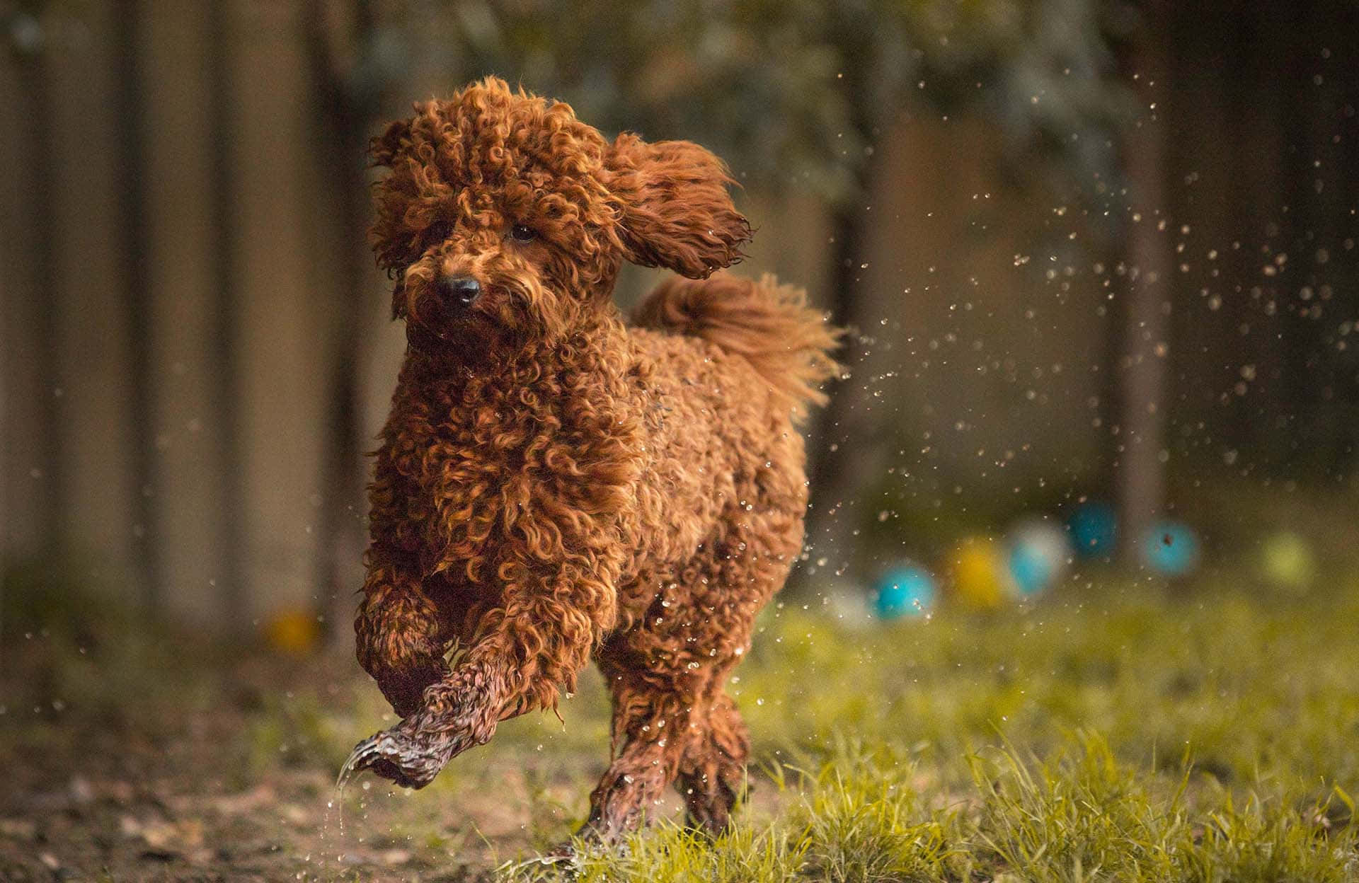Poodle 桌布 壁紙 — 一隻濕漉漉的棕色貴賓狗在草地上快樂地跳躍，周圍水珠飛濺。