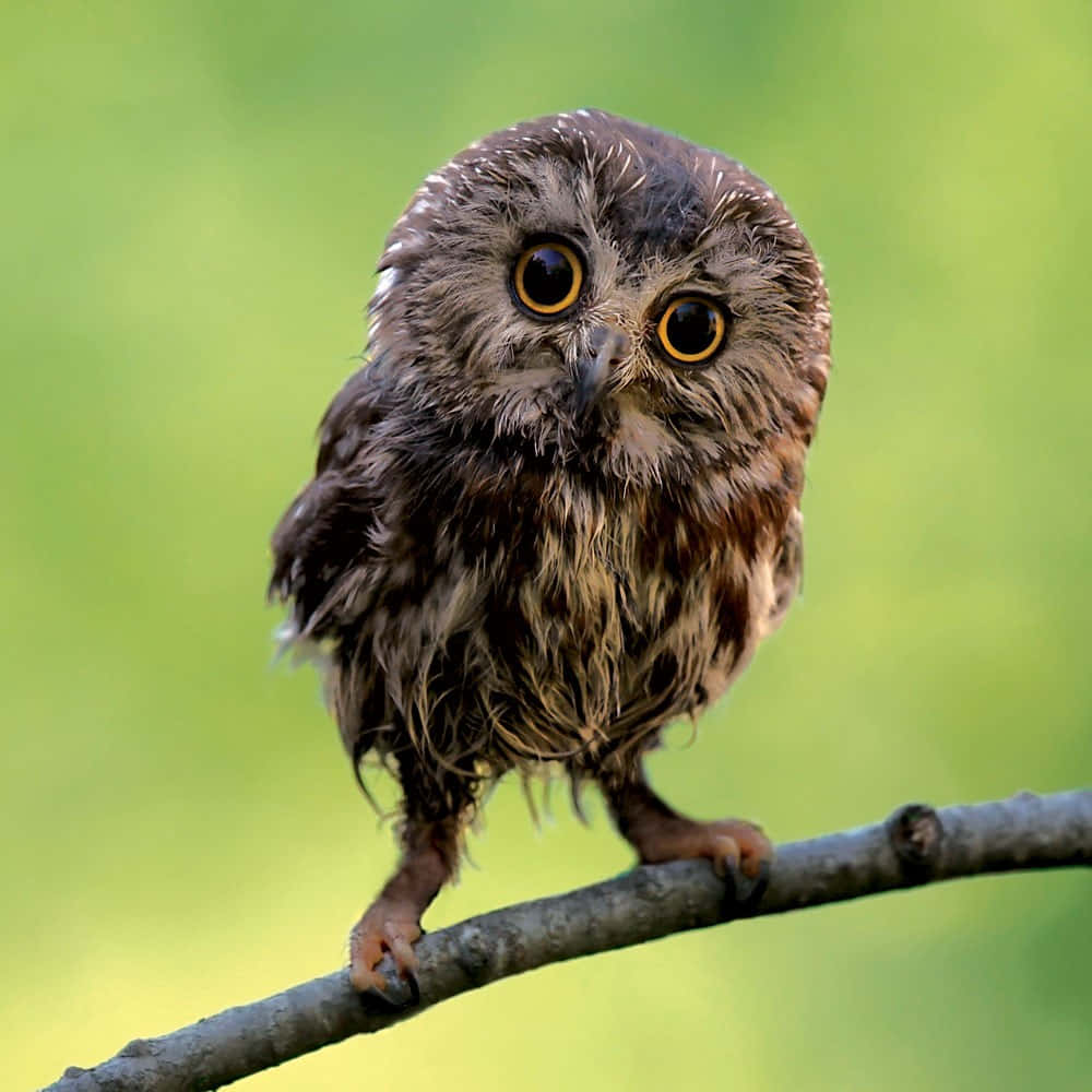 Baby Owl 桌布 壁紙 — 一隻濕漉漉的毛茸茸貓頭鷹，有著巨大的黃色眼睛，棲息在樹枝上，背景是柔和的綠色。