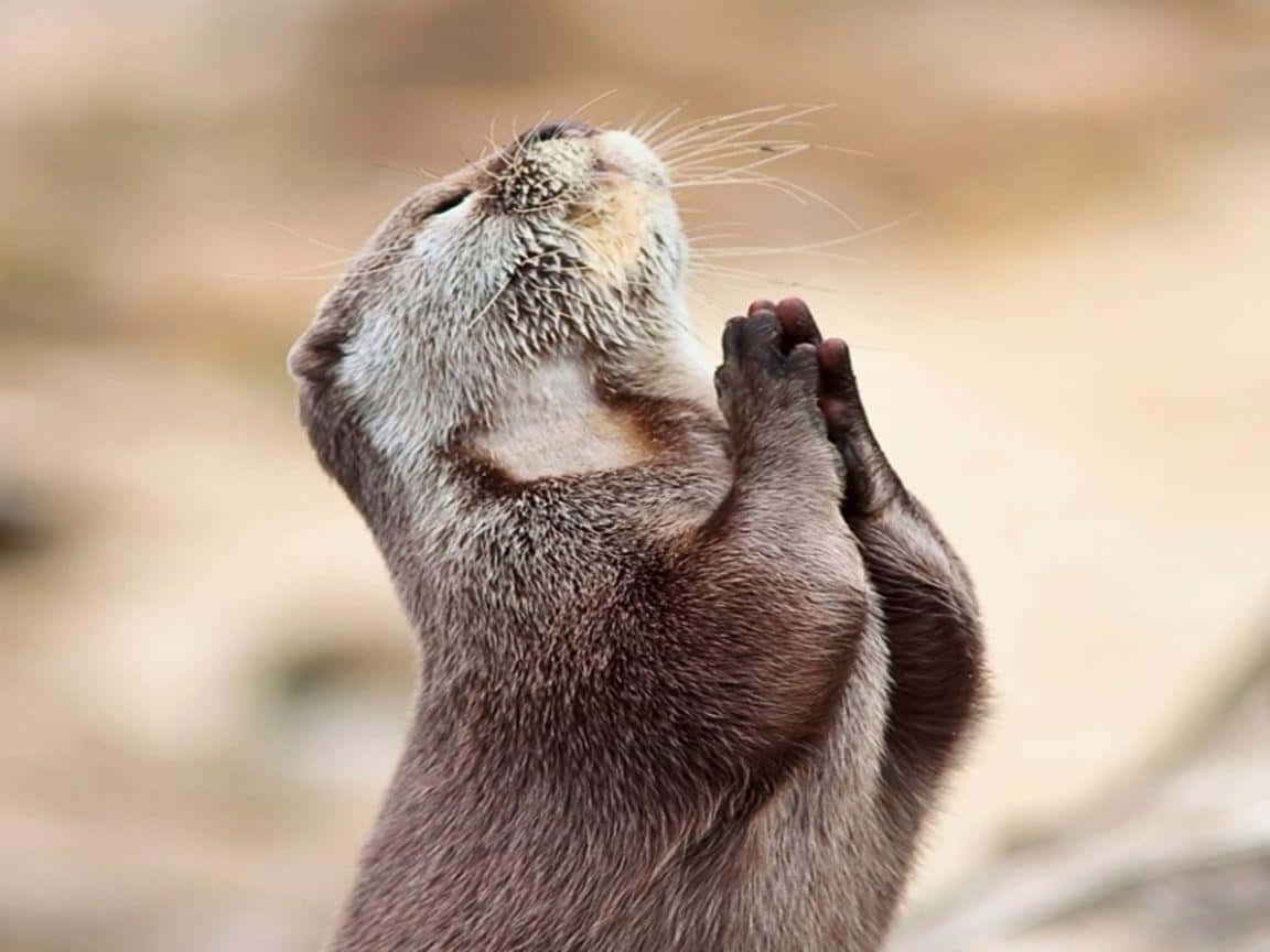 Otter 桌布 壁紙 — 一隻濕漉漉的水獺，在模糊的泥土背景前，將爪子合在一起，做出類似祈禱的姿勢的特寫。