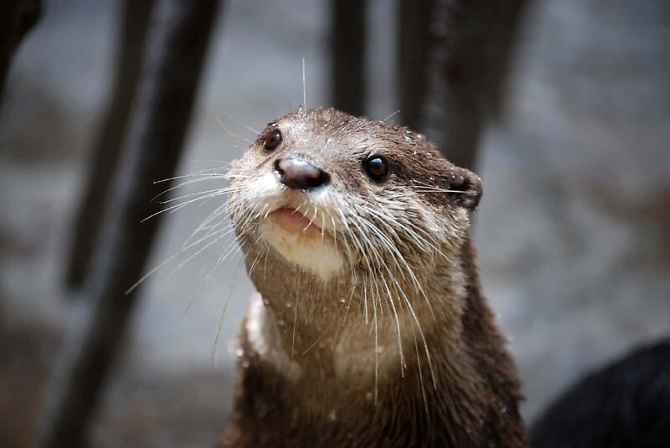 動物 桌布 壁紙 — 一隻濕漉漉的水獺向上看，鬍鬚在柔和自然光下閃閃發光的特寫。