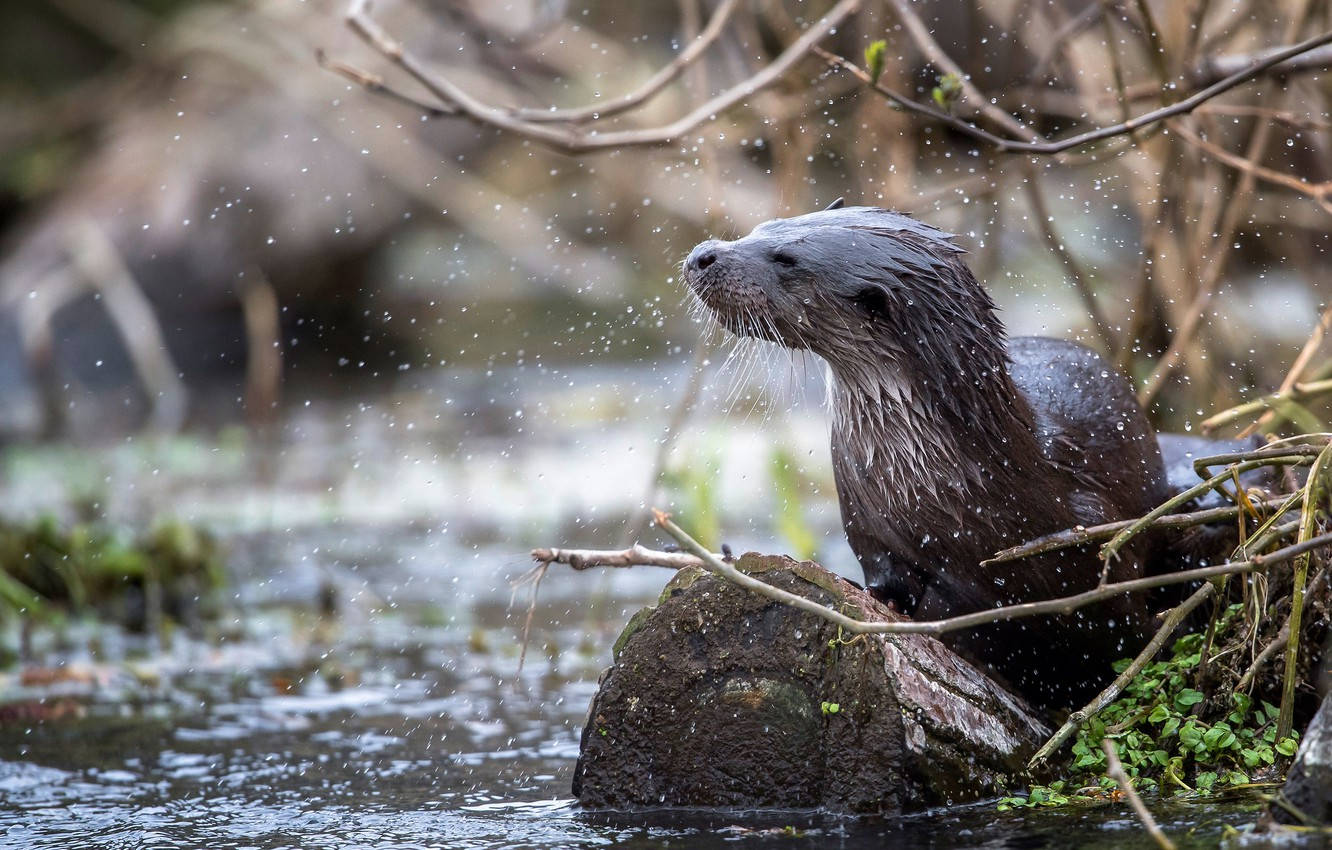 Otter 桌布 壁紙 — 一隻濕漉漉的水獺在淺溪中長滿苔蘚的石頭上抖落水珠，周圍是光禿的樹枝。