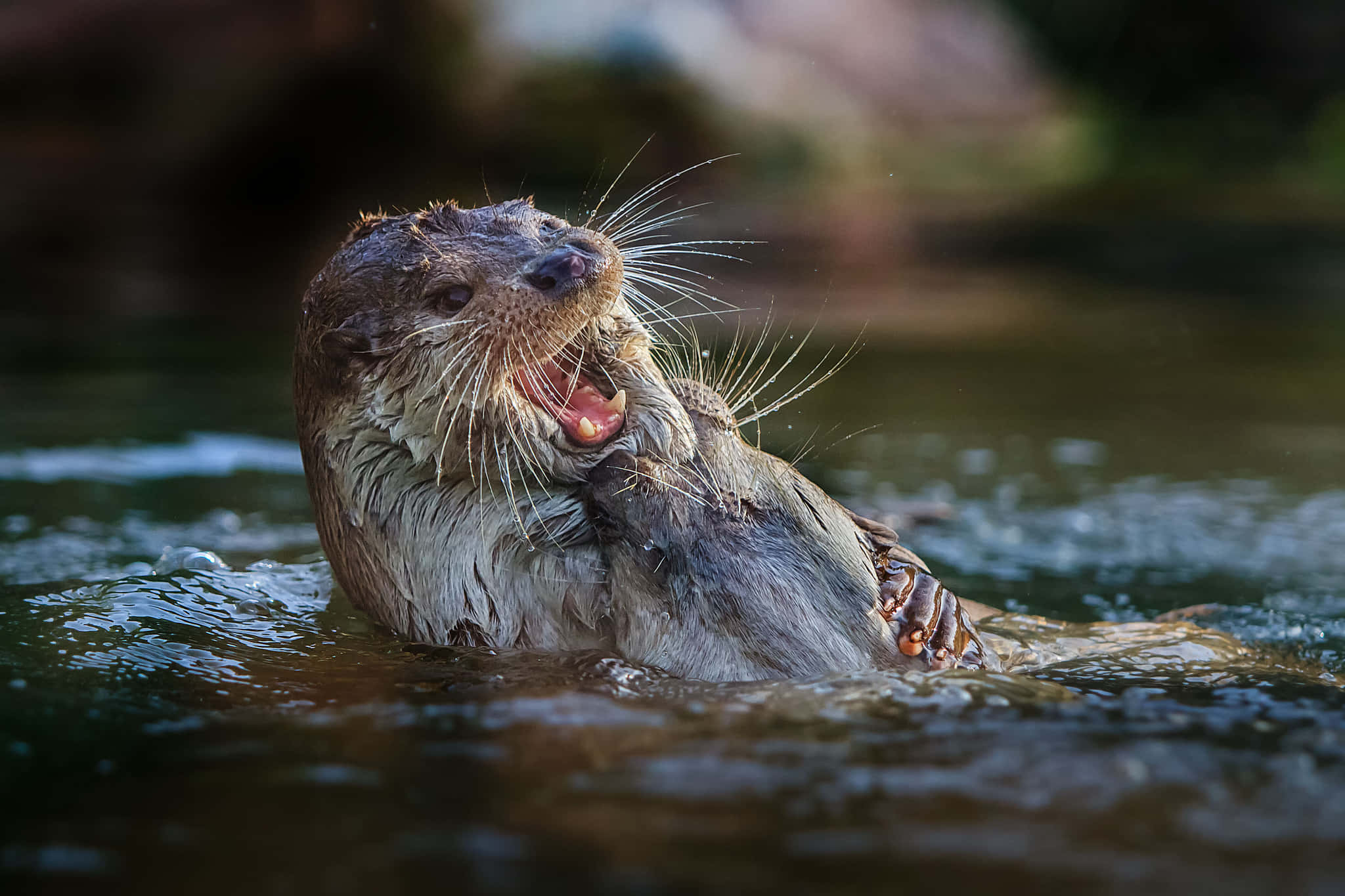 Otter 桌布 壁紙 — 一隻濕漉漉的水獺在漣漪的水中張大嘴巴打呵欠，鬍鬚飛揚，表情頑皮。