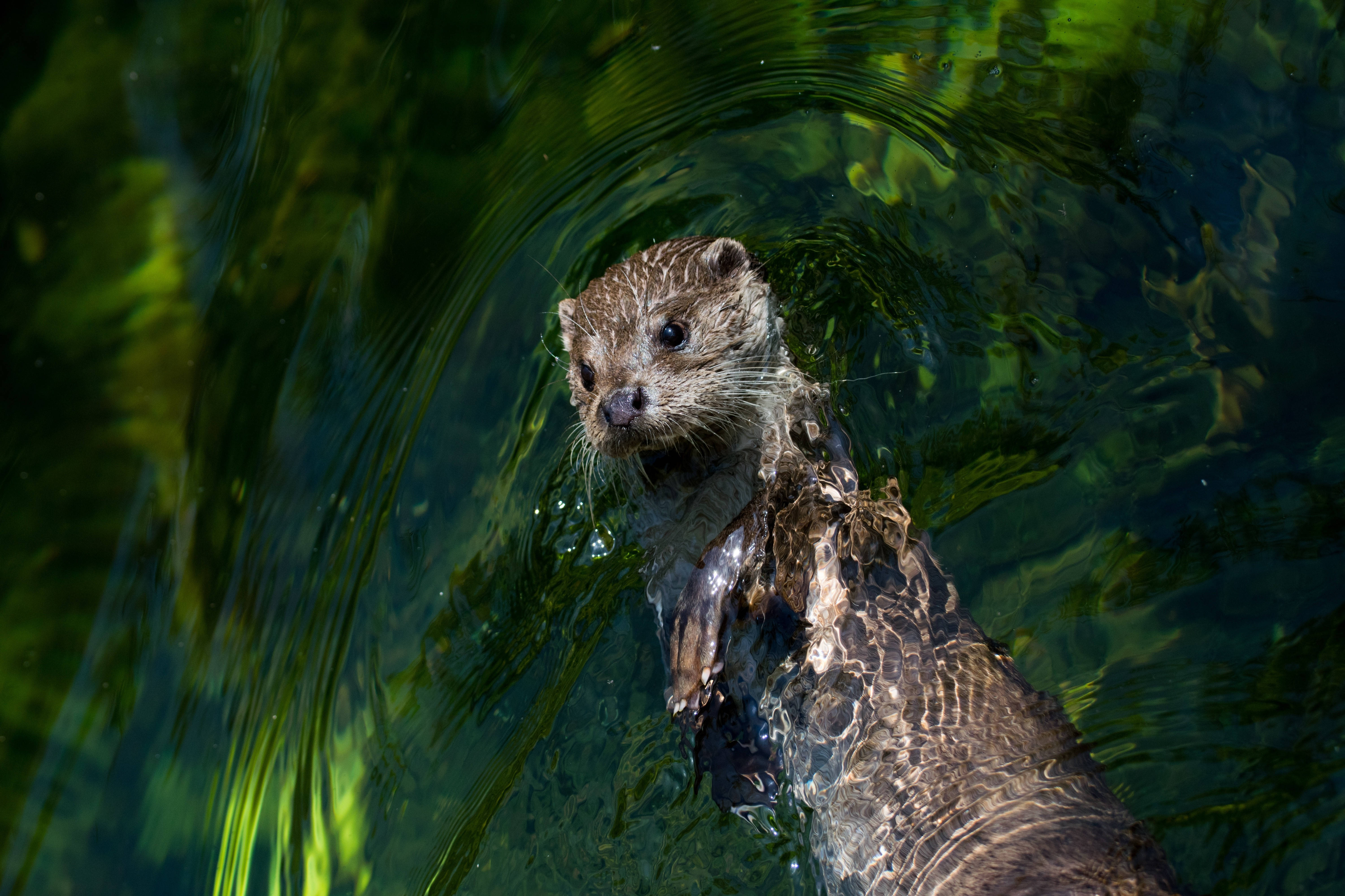 Otter 桌布 壁紙 — 一隻濕漉漉的水獺從清澈的綠色水中浮出，漣漪在牠毛茸茸的頭和肩膀周圍打轉。