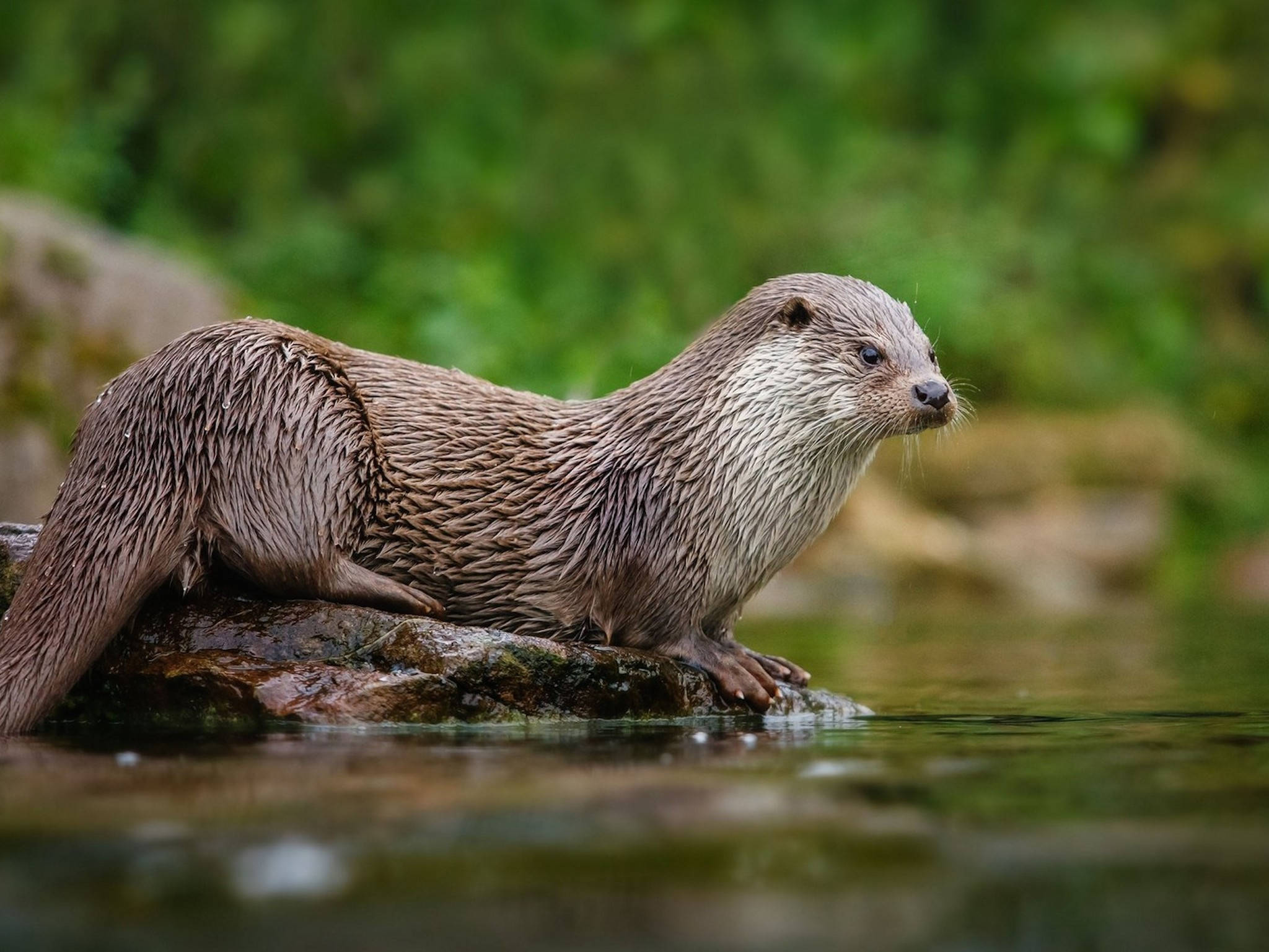 Otter 桌布 壁紙 — 一隻濕漉漉的水獺警覺地棲息在水邊長滿苔蘚的石頭上，身後是模糊的茂密綠葉。