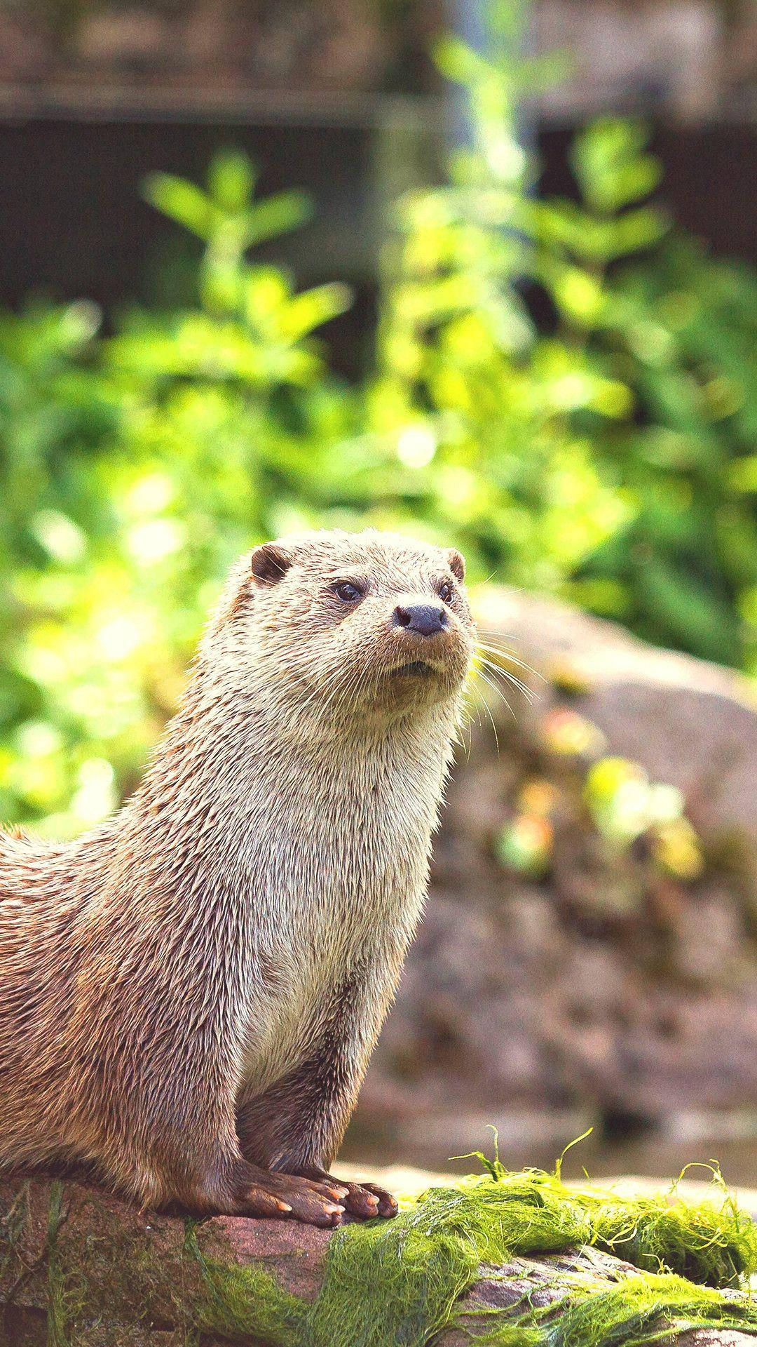 Otter 桌布 壁紙 — 一隻濕漉漉的水獺警覺地棲息在長滿苔蘚的石頭上，背後是陽光照射下模糊的綠色樹葉。