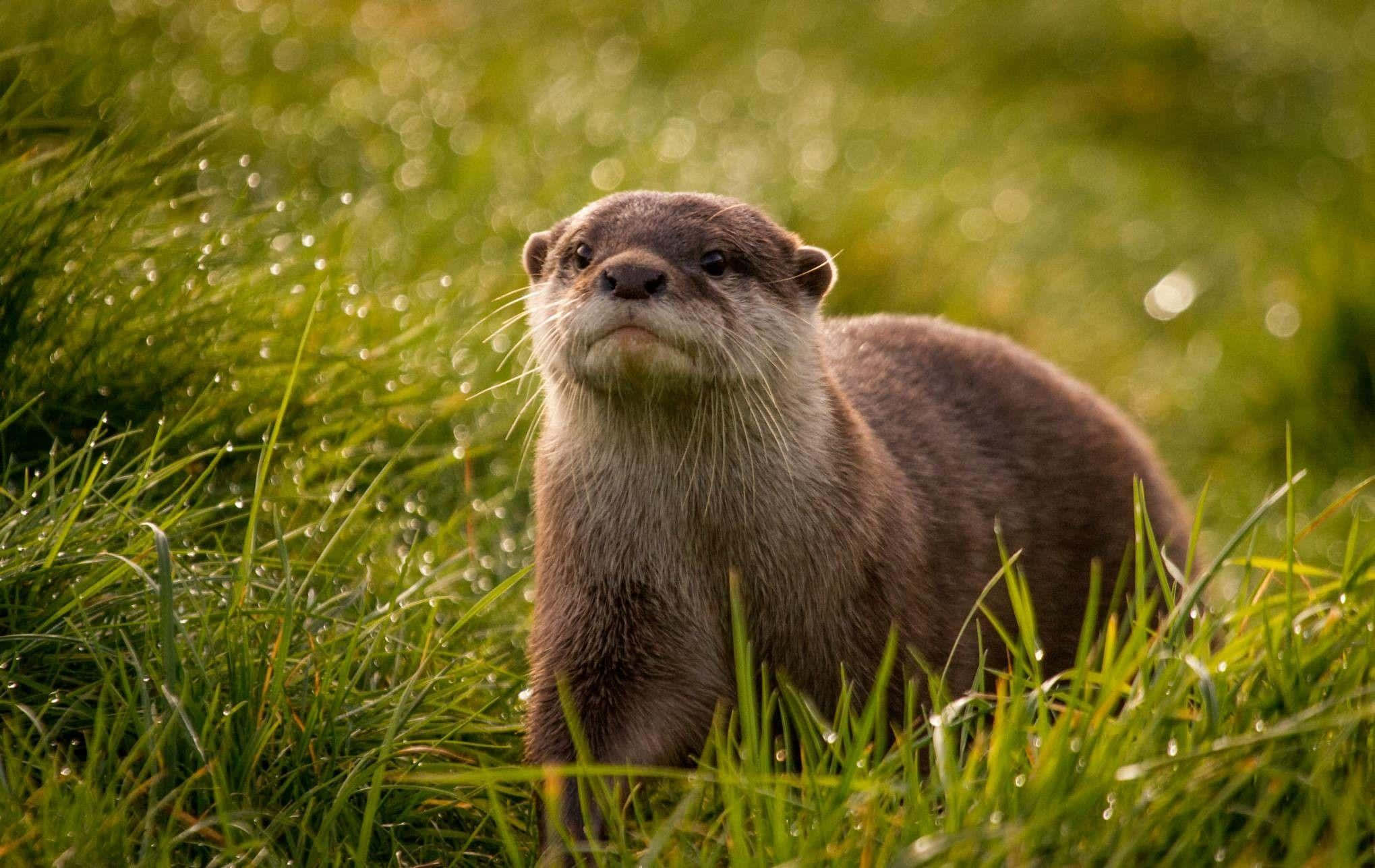 動物 桌布 壁紙 — 一隻濕漉漉的水獺警覺地站在沾滿露水的草地上，柔和的金色光線突顯了牠的鬍鬚和毛髮。