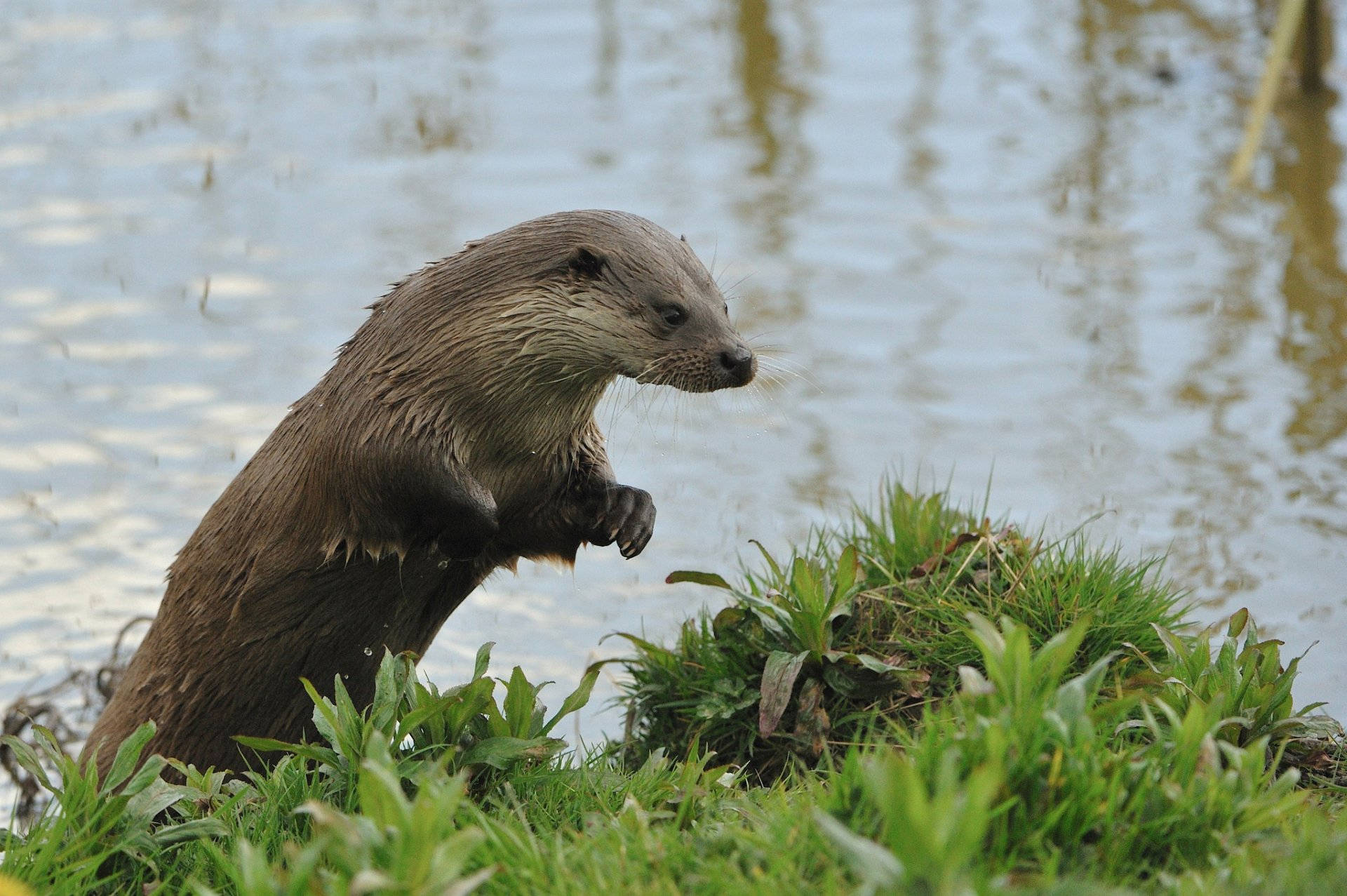 Otter 桌布 壁紙 — 一隻濕漉漉的水獺警覺地站在長滿草的河岸上，旁邊是漣漪的水面，背景有蘆葦。