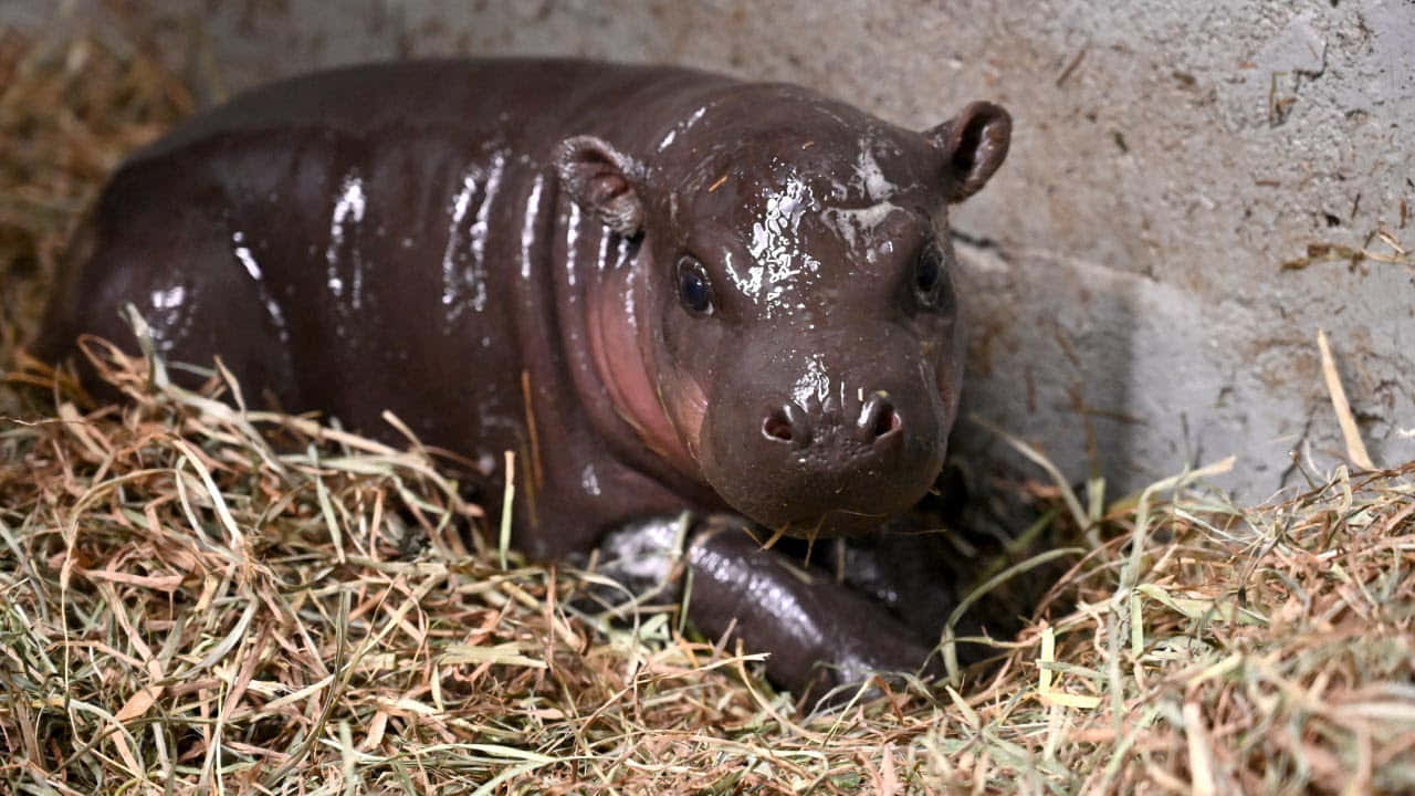 hippo 桌布 壁紙 — 一隻濕漉漉的河馬寶寶躺在稻草上休息，大大的黑眼睛直視鏡頭。