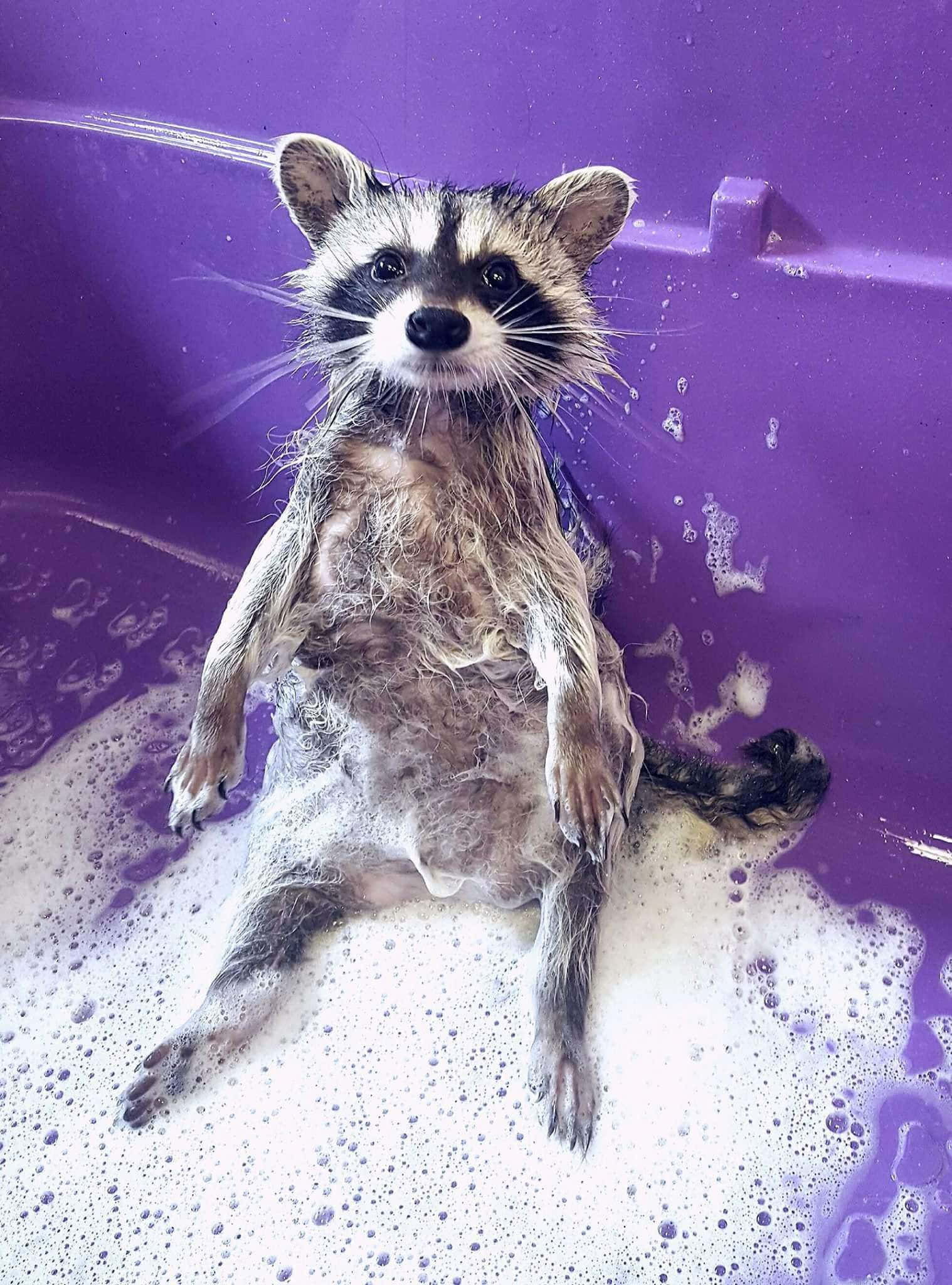 動物 桌布 壁紙 — 一隻濕漉漉的浣熊直坐在一個裝滿肥皂水的紫色浴缸中，直視鏡頭。