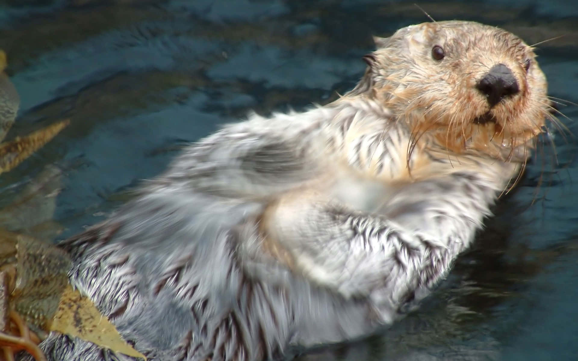 Otter 桌布 壁紙 — 一隻濕漉漉的海獺在黑暗的水中仰面漂浮，周圍環繞著海藻，表情頑皮。