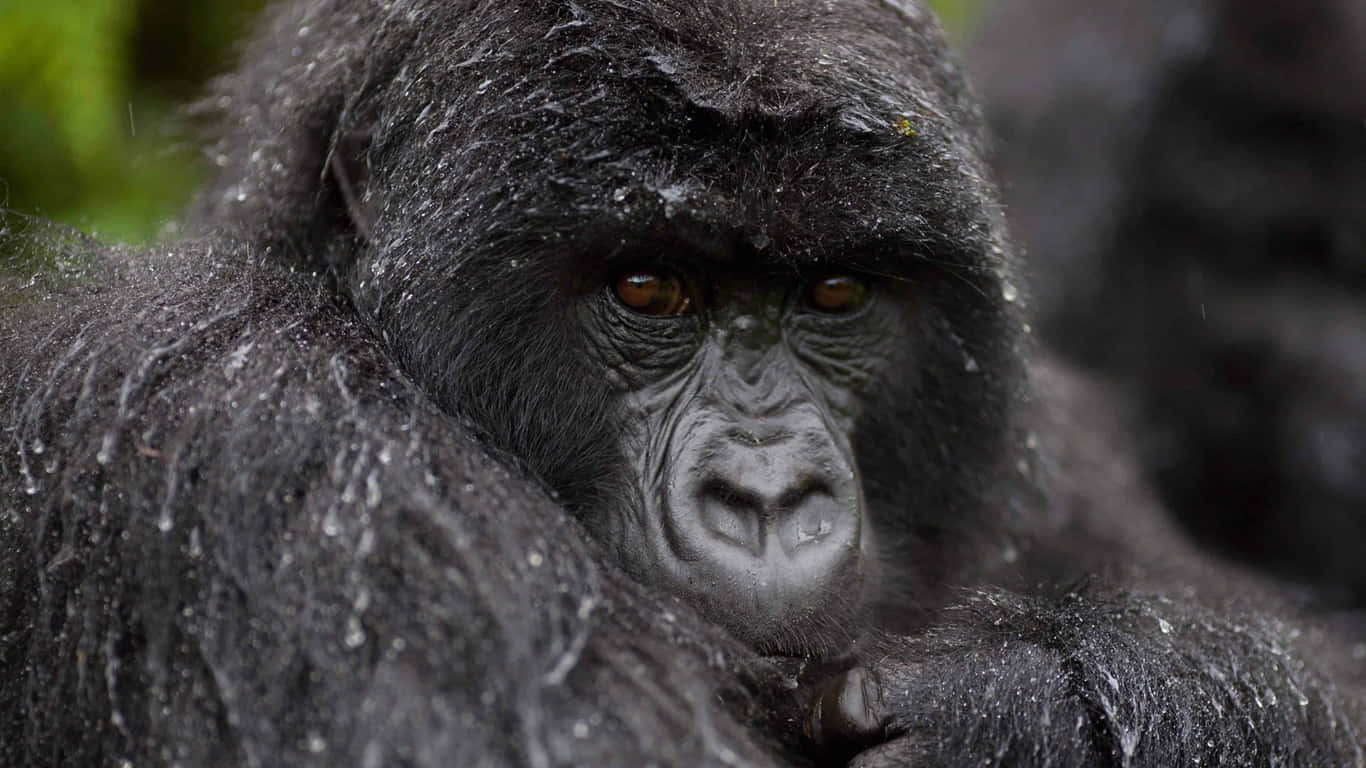 1366x768 Gorilla 桌布 壁紙 — 一隻濕透的大猩猩在雨林中的特寫，牠那強烈的棕色眼睛直視鏡頭。