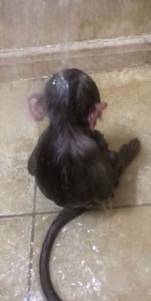 Funny Monkey 桌布 壁紙 — 一隻濕透的小猴子坐在磁磚地板上，頭頂蓮蓬頭的水流下來。