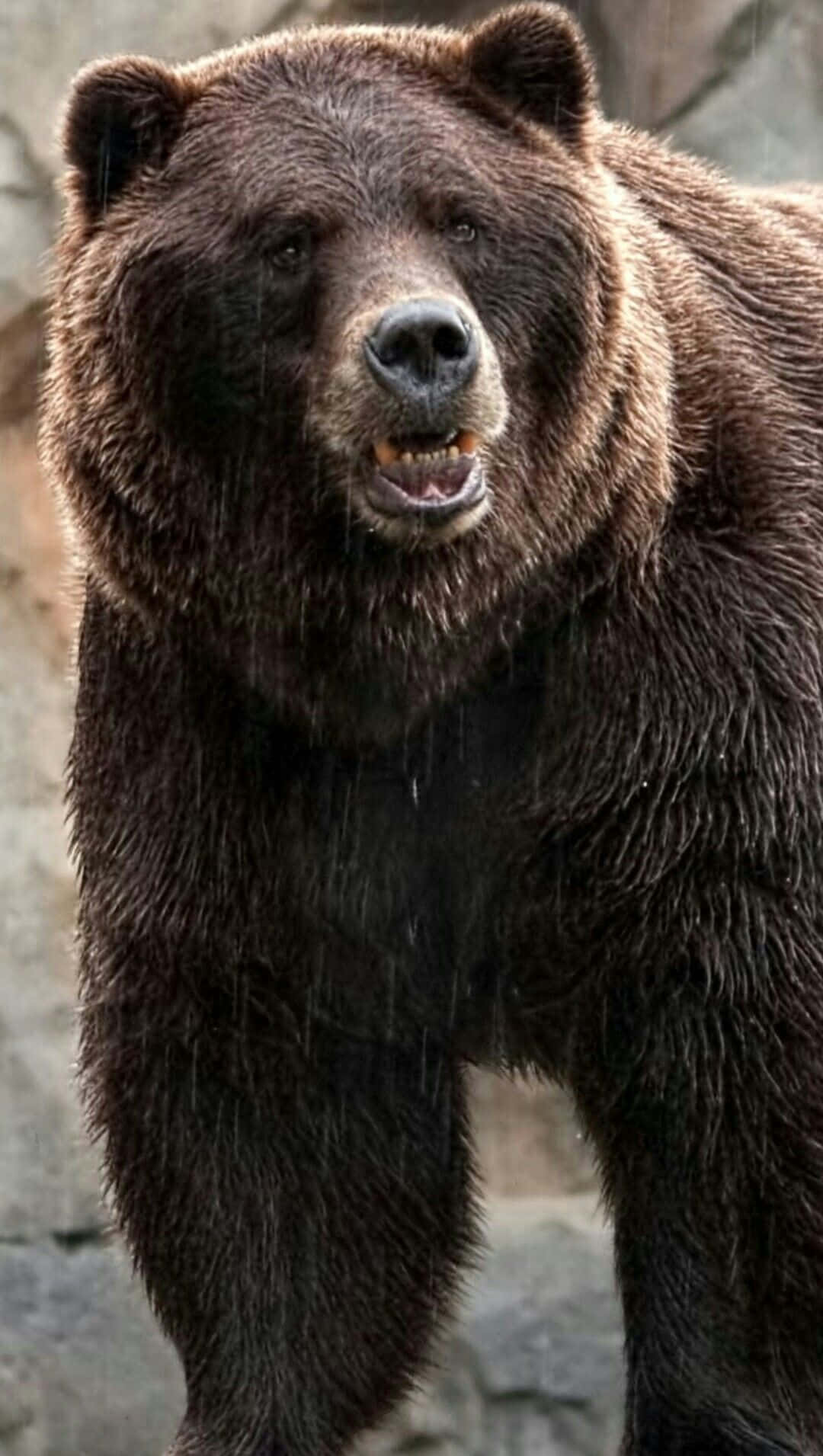 Bear Attack 桌布 壁紙 — 一隻濕透的棕熊站在雨中，毛髮滴水，張開嘴巴，背景是岩石。