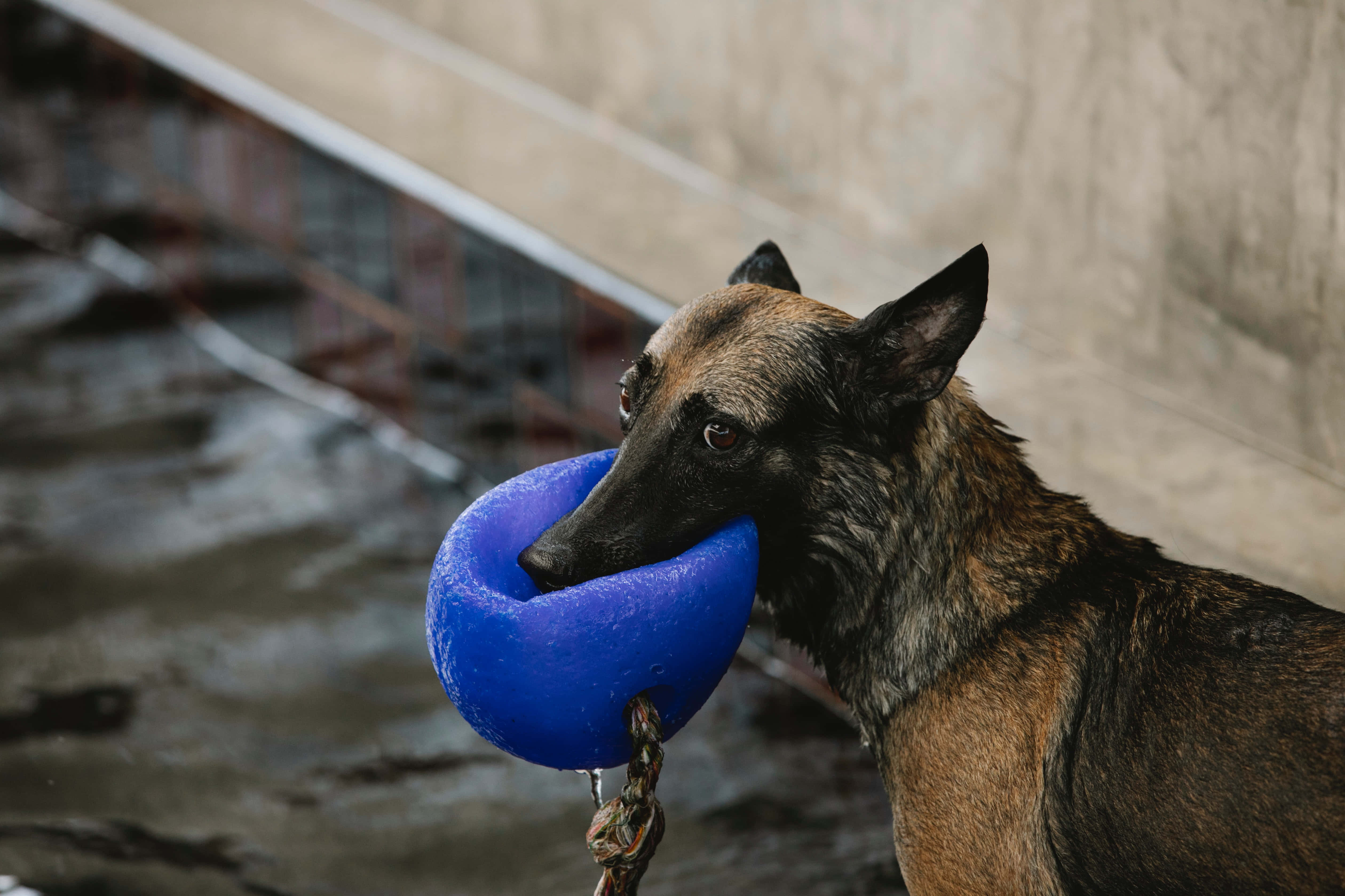 德國狼犬 桌布 壁紙 — 一隻濕透的比利時瑪蓮萊犬在混凝土水景旁邊用嘴含住一個亮藍色浮標。