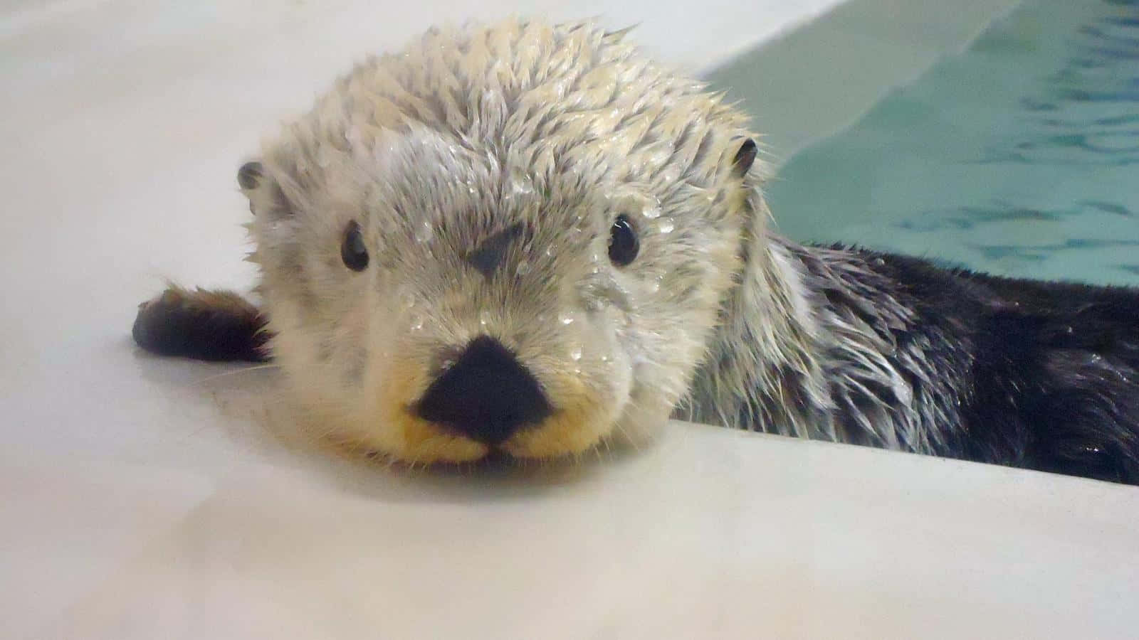 Otter 桌布 壁紙 — 一隻濕透的海獺，有深色眼睛和黑色鼻子，將頭靠在靠近水的白色表面上。