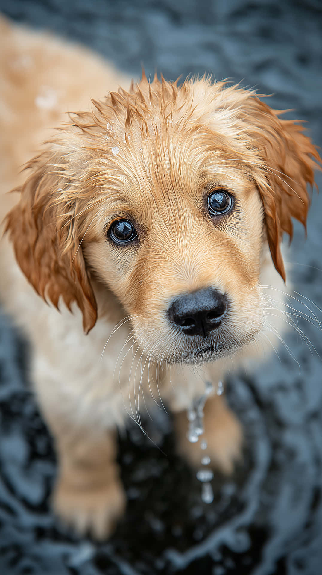Adorable Wet Golden Retriever Puppy Looking Up with Big Eyes 壁紙 — 一隻濕透的金毛尋回犬幼犬，有大大的深色眼睛，從淺水中向上望，水滴從下巴滴落。