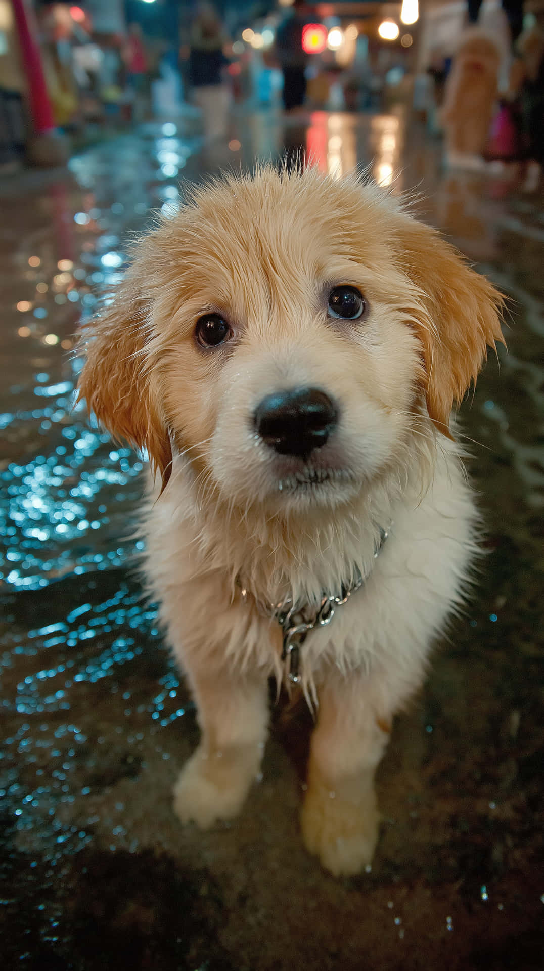 Adorable Wet Golden Retriever Puppy Looking Up with Big Eyes 壁紙 — 一隻濕透的金毛尋回犬幼犬，有著大大的黑色眼睛，在夜晚雨濕的城市街道上好奇地盯著相機。