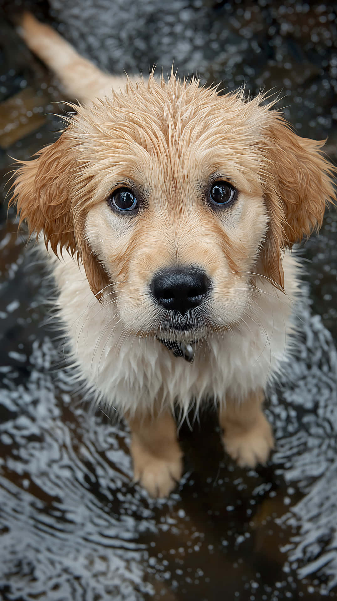 Adorable Wet Golden Retriever Puppy Looking Up with Big Eyes 壁紙 — 一隻濕透的金毛尋回犬幼犬從淺水中用大黑眼睛向上凝視。