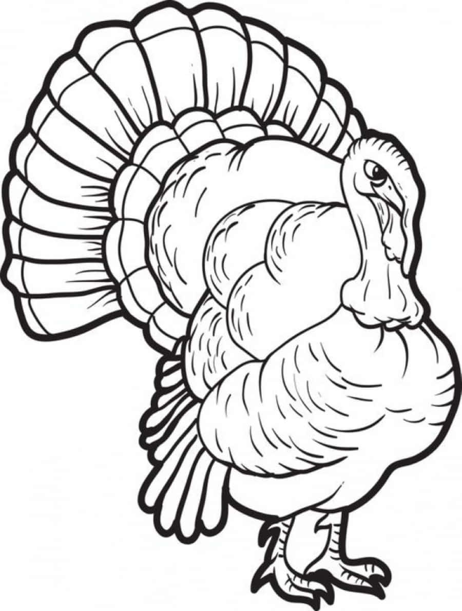 Thanksgiving Coloring 桌布 壁紙 — 一隻火雞的詳細黑白線條畫，帶有扇形尾巴和紋理羽毛。
