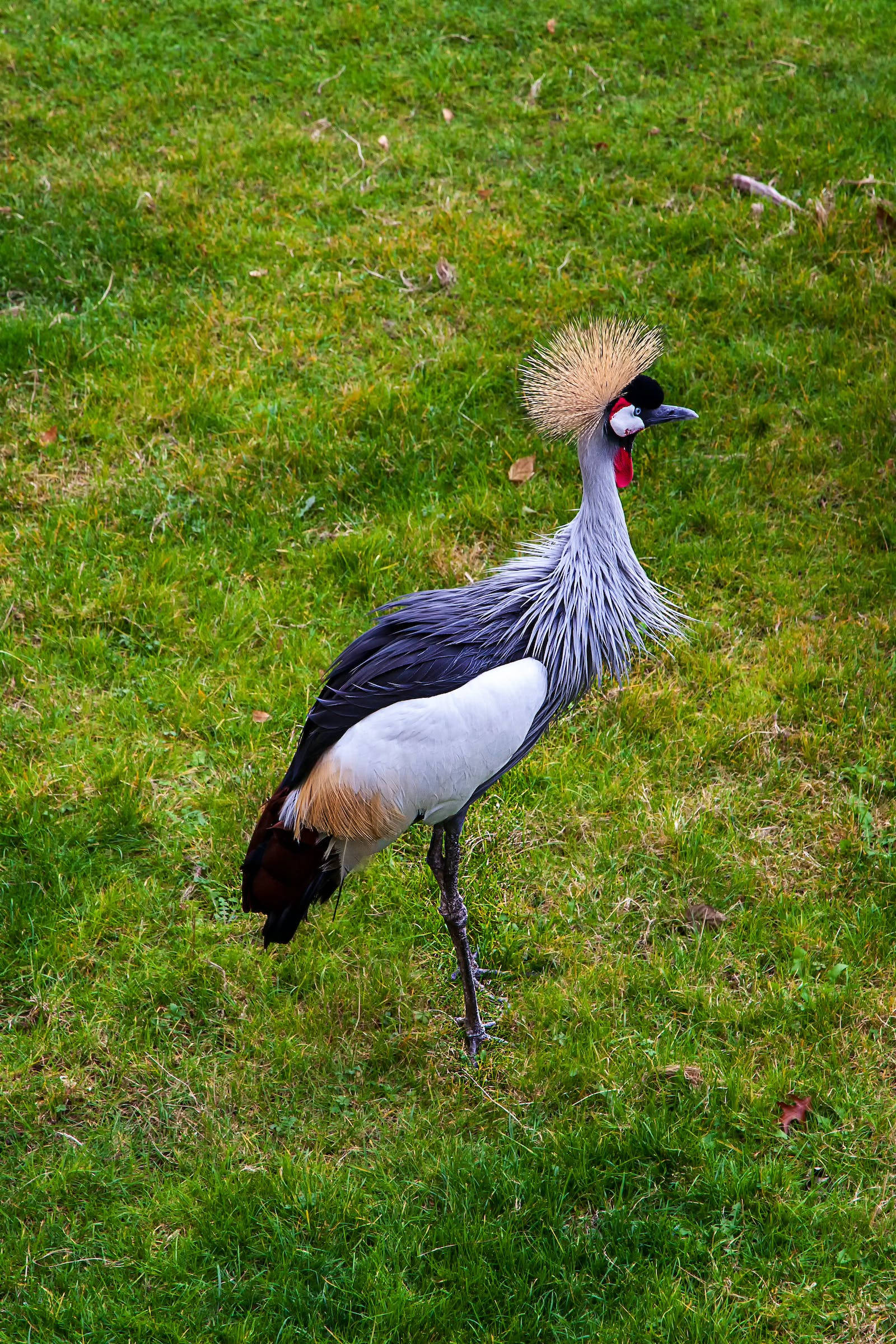 birds 桌布 壁紙 — 一隻灰冠鶴優雅地站在鮮綠色的草地上，擁有引人注目的金色冠羽和紅色喉囊。