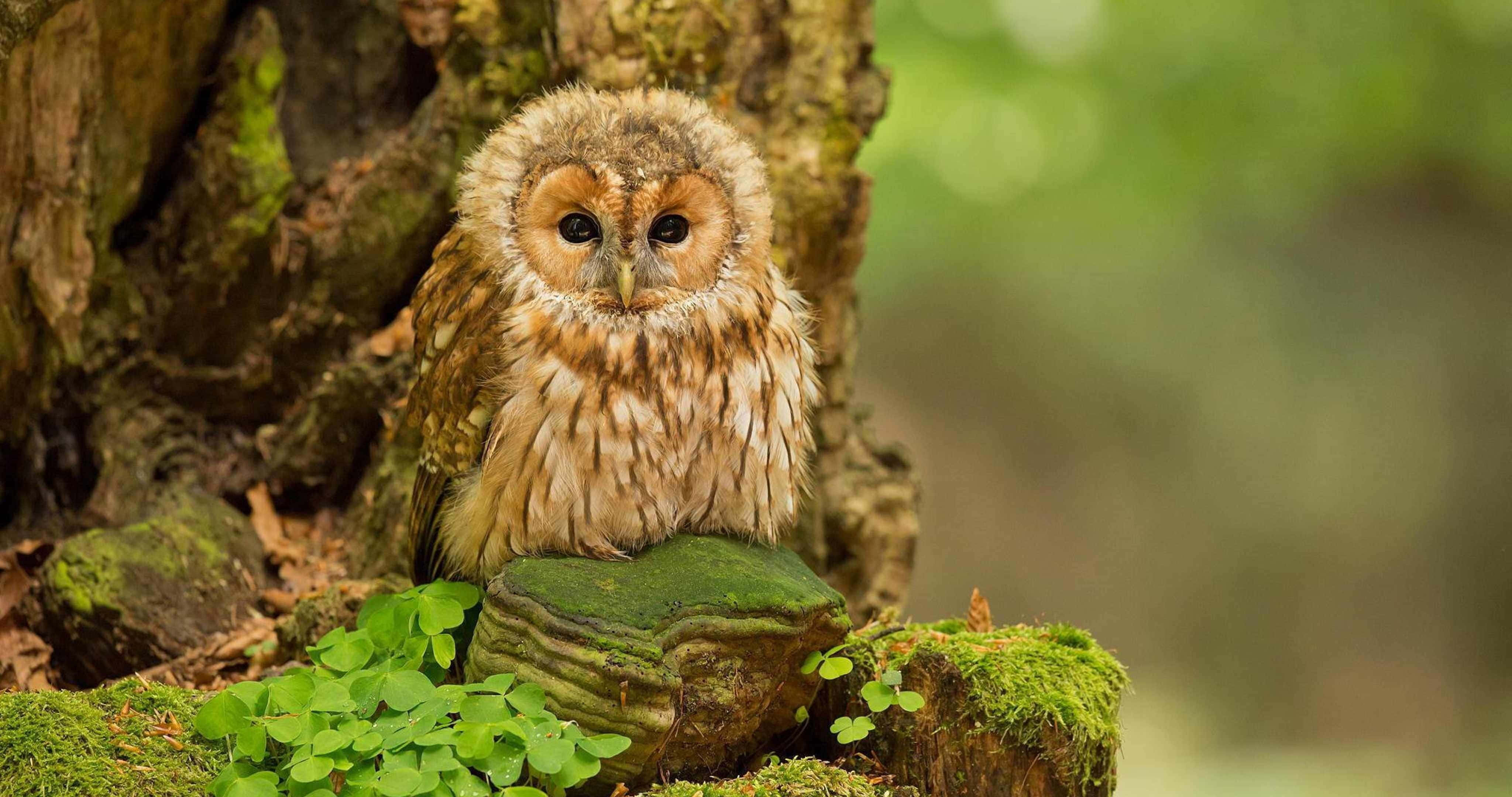 Baby Owl 桌布 壁紙 — 一隻灰林鴞警覺地棲息在長滿苔蘚的木頭上，旁邊是長滿節瘤的樹幹，周圍是茂密的綠色森林。